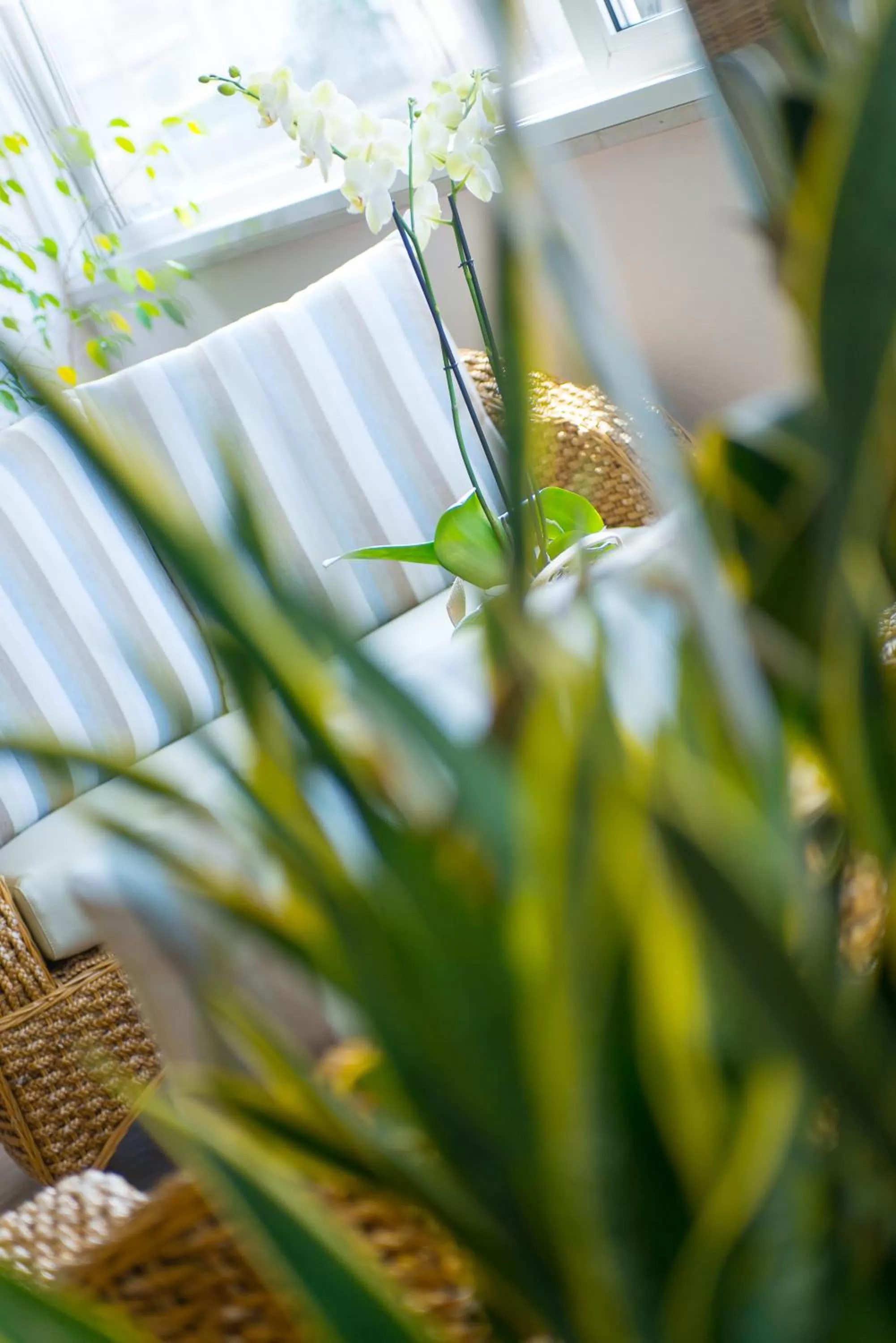 Patio in Hotel Cristallo