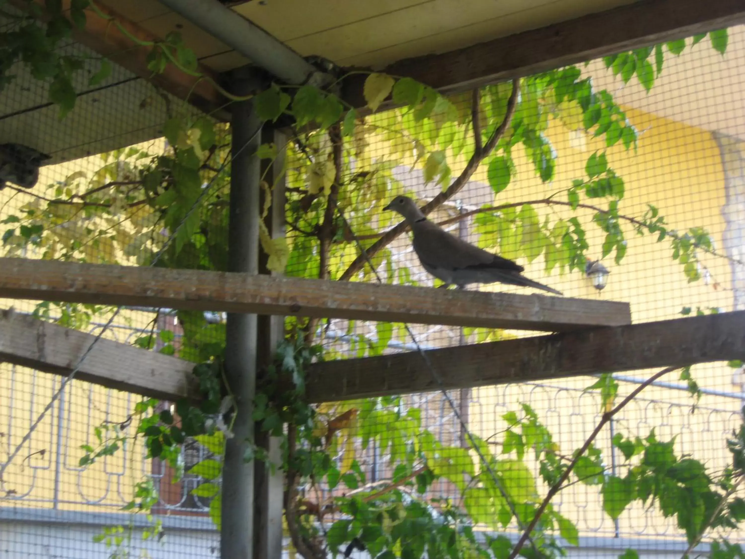 Animals, Pets in Oasi del Lago