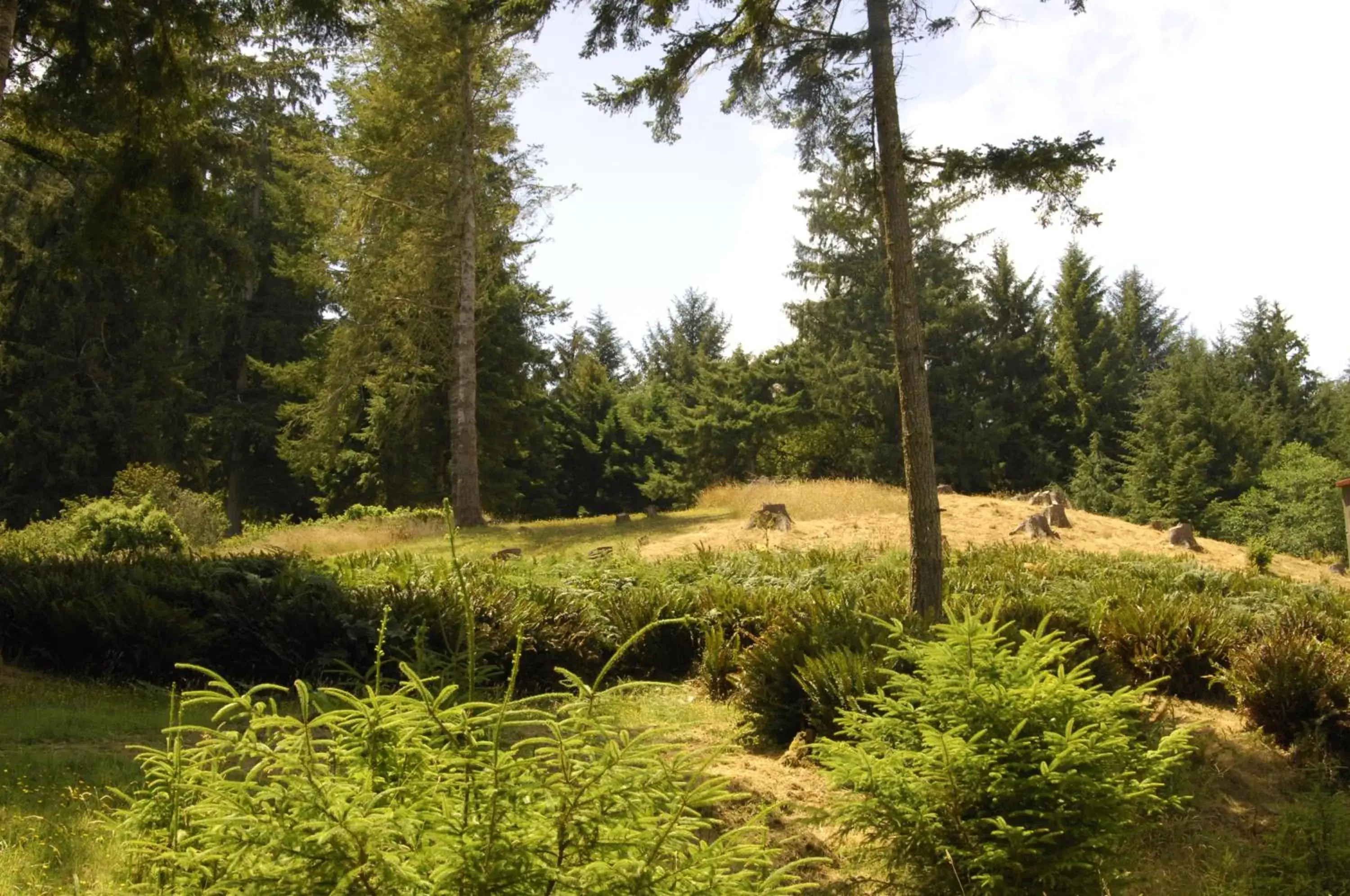 Natural Landscape in Ye Olde Danish Inn