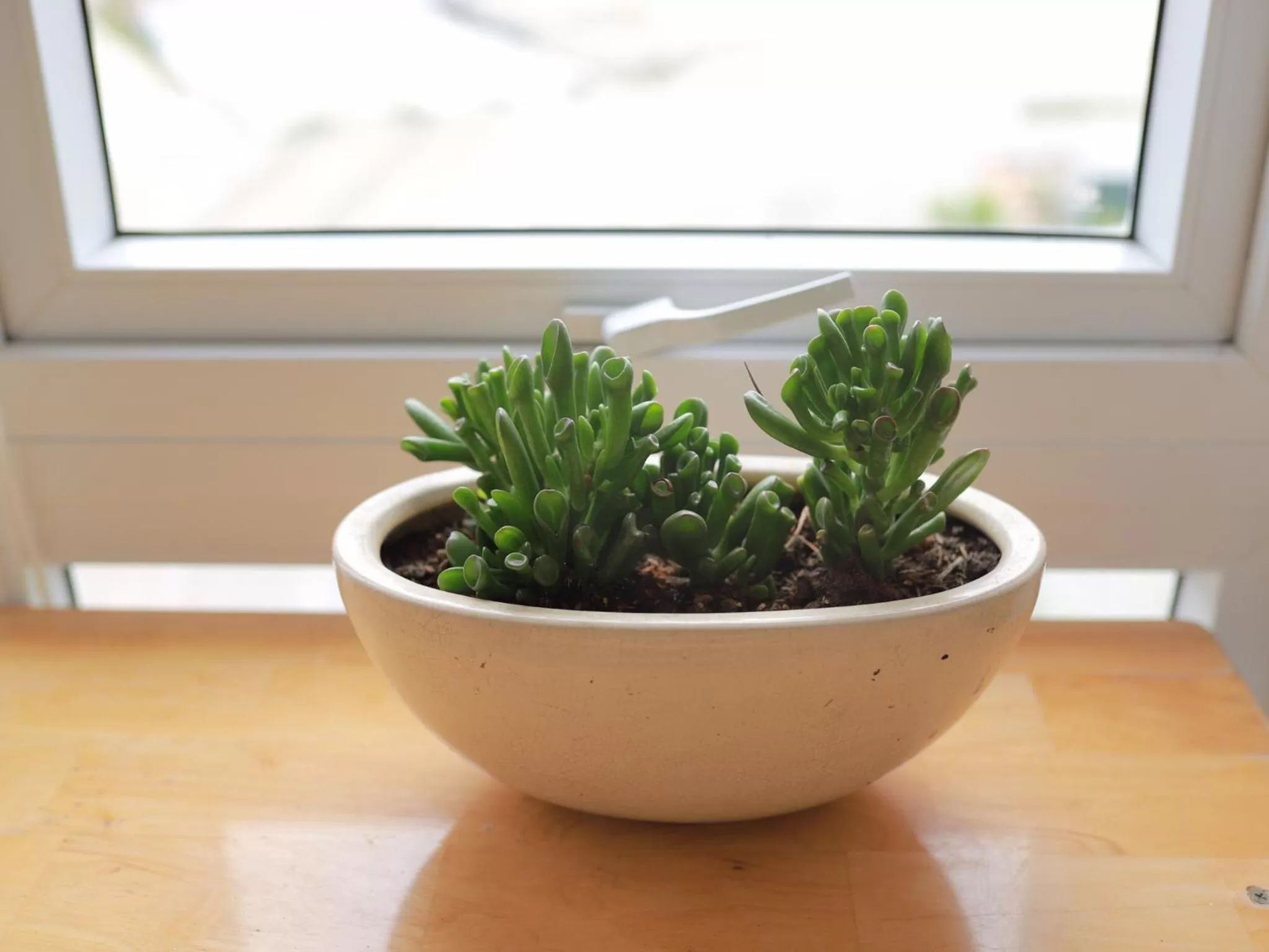 Garden view in Starview Villa Dalat