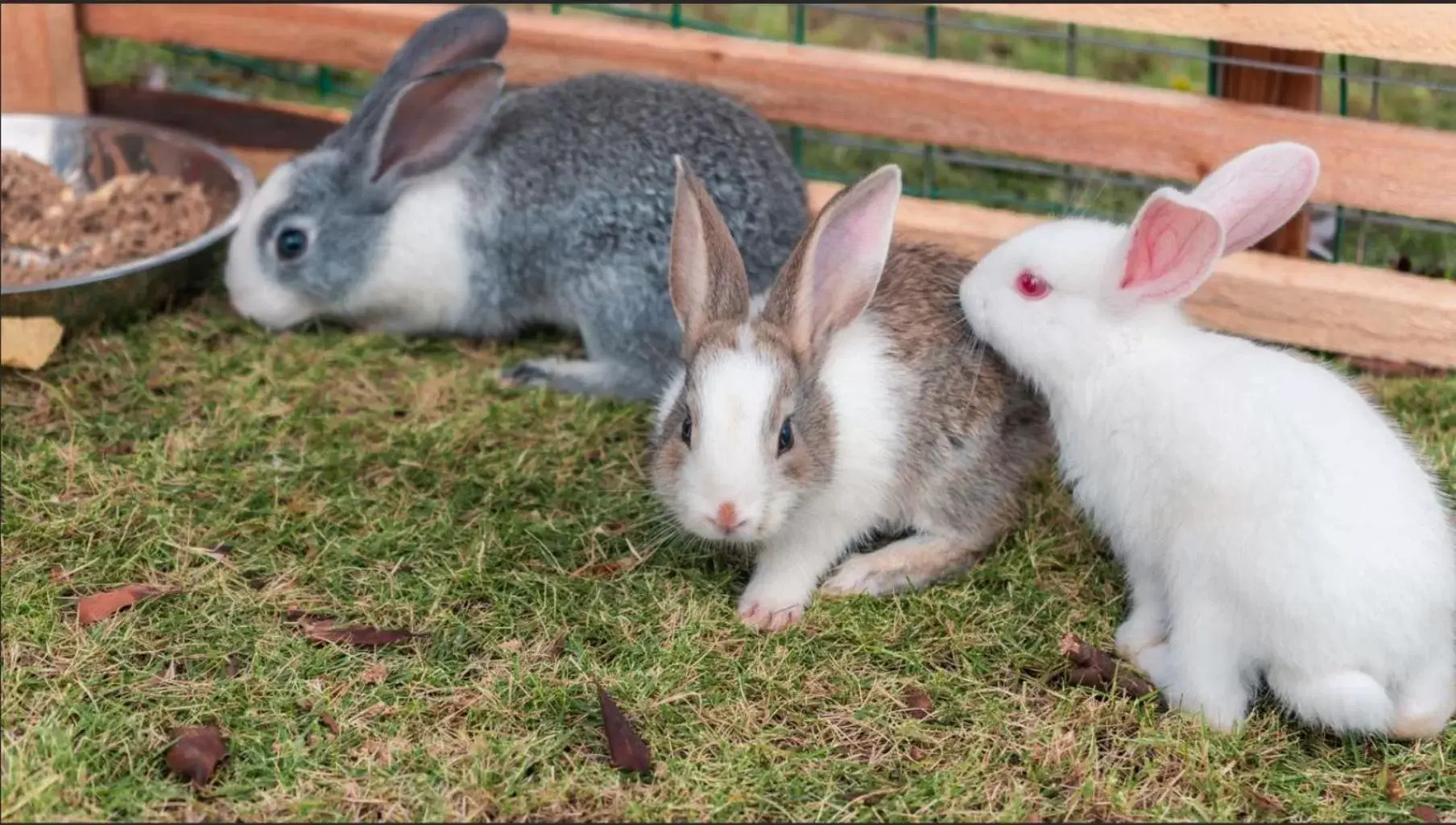 Nearby landmark, Other Animals in Crowne Plaza Hailing Island, an IHG Hotel