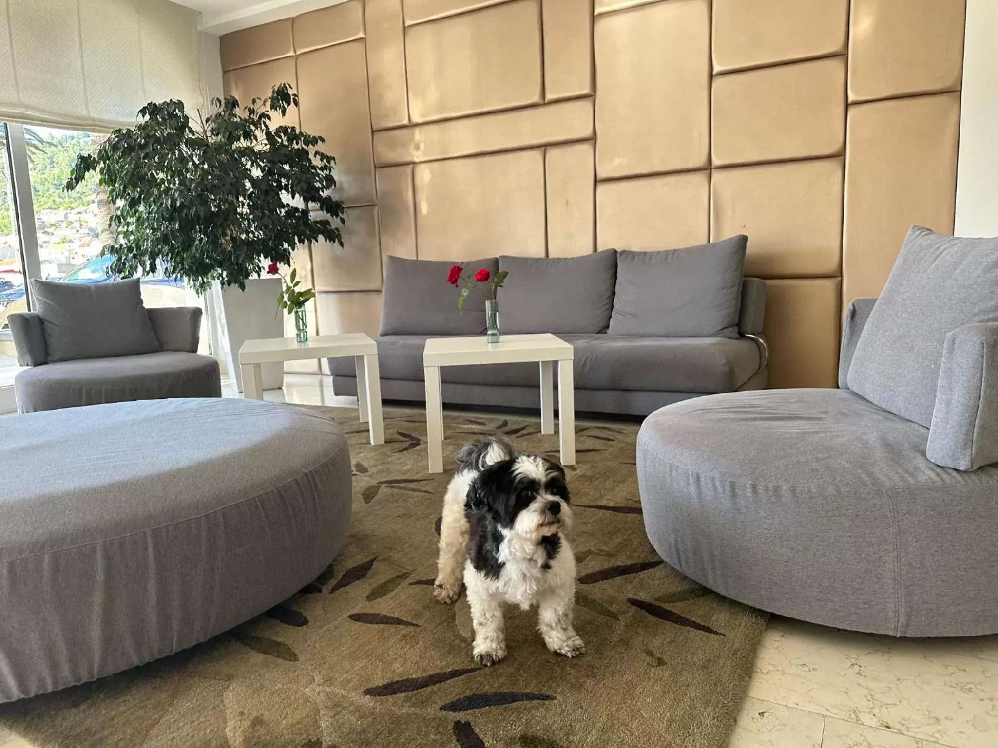 Patio, Pets in Hotel Korkyra