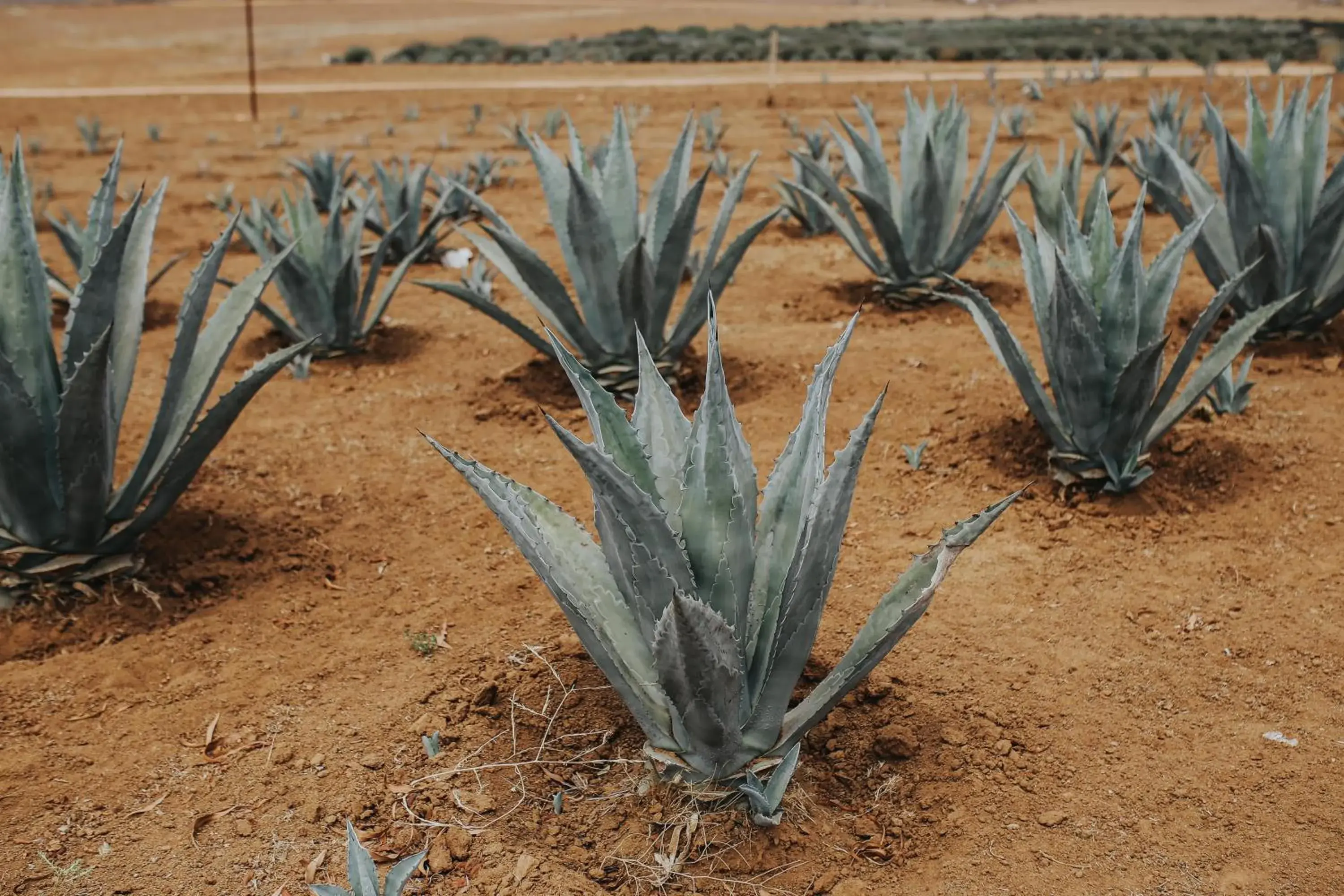 Garden in Rancho el Parral