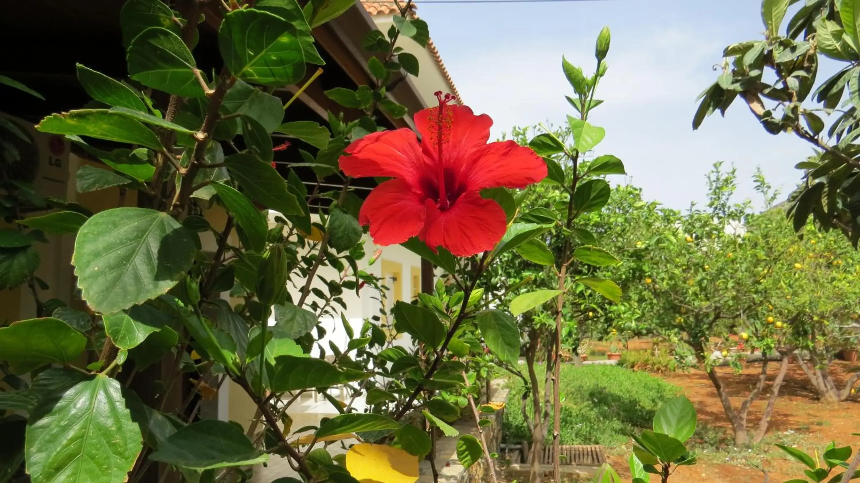 Garden in Medusa Villa