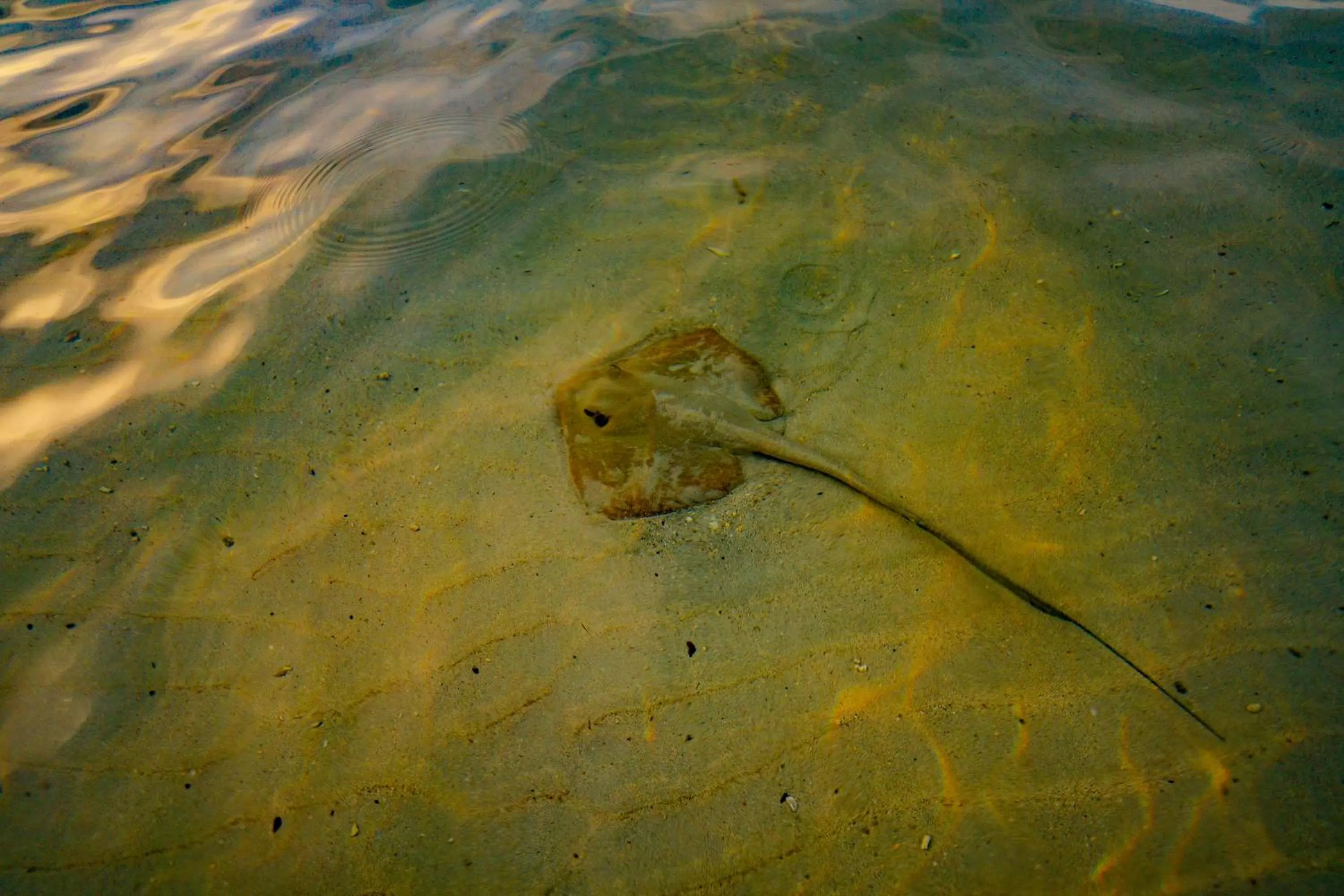Snorkeling in Fisherman's Cove Resort - closed for complete renovation - Visit our sister property STORY Seychelles for your stay