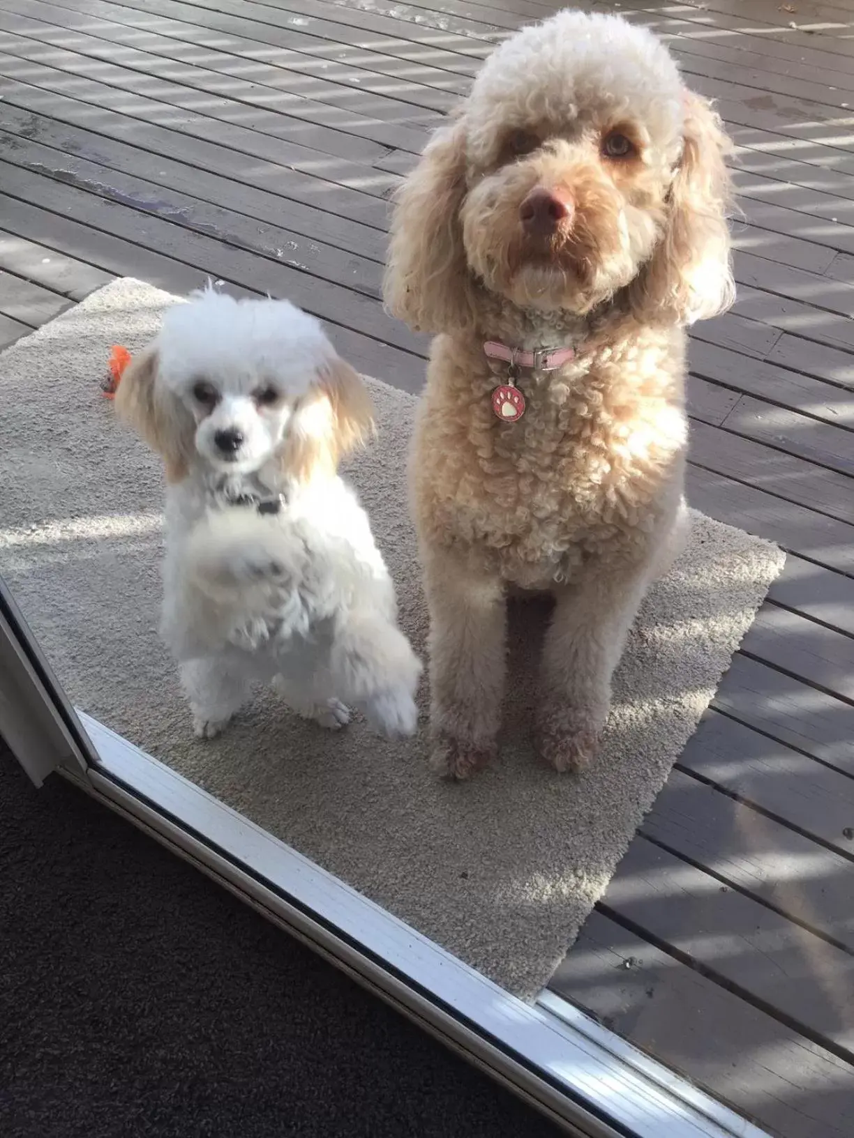 Pets in Bundanoon Lodge