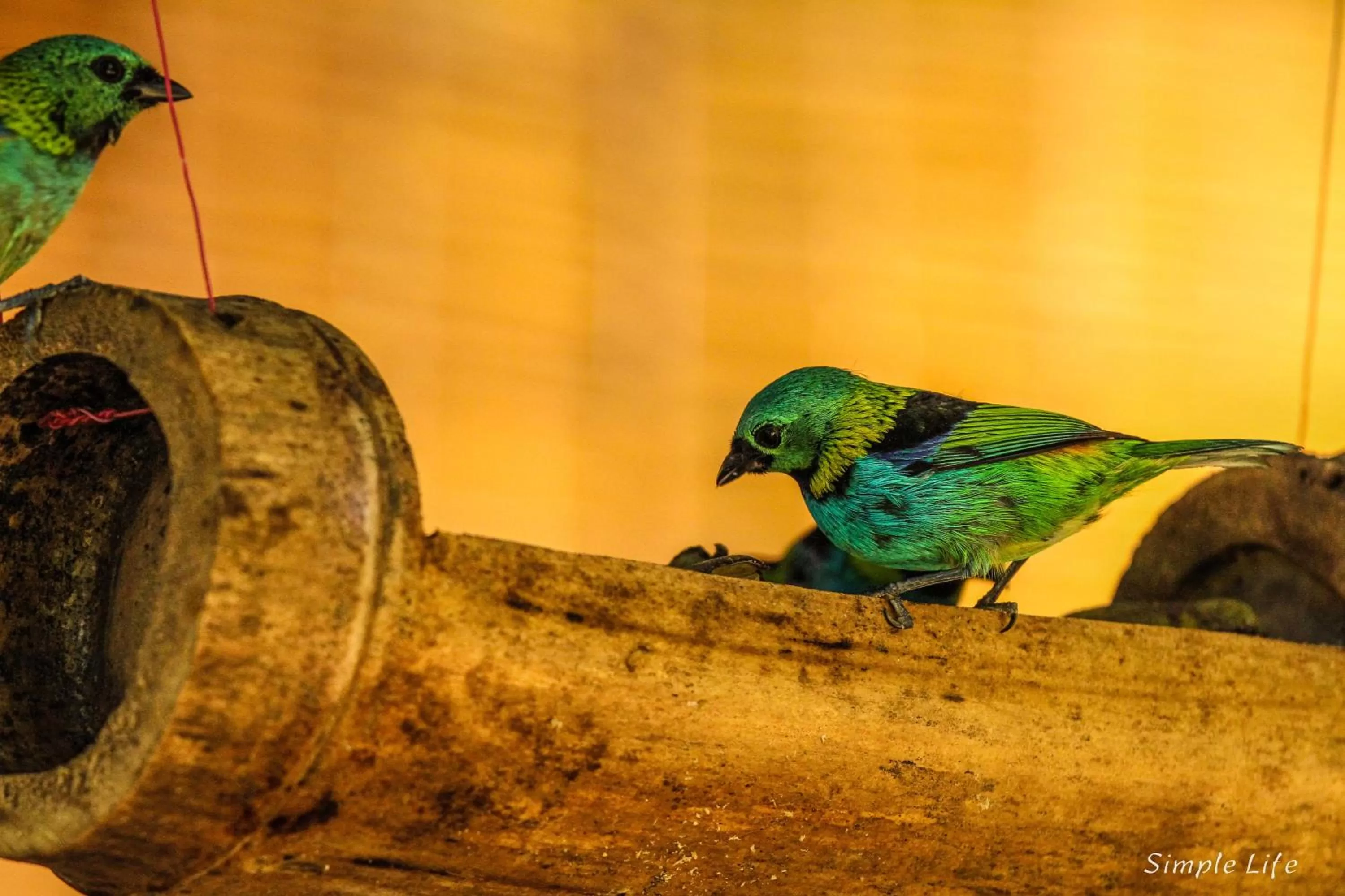 Animals in Sitio Simple Life