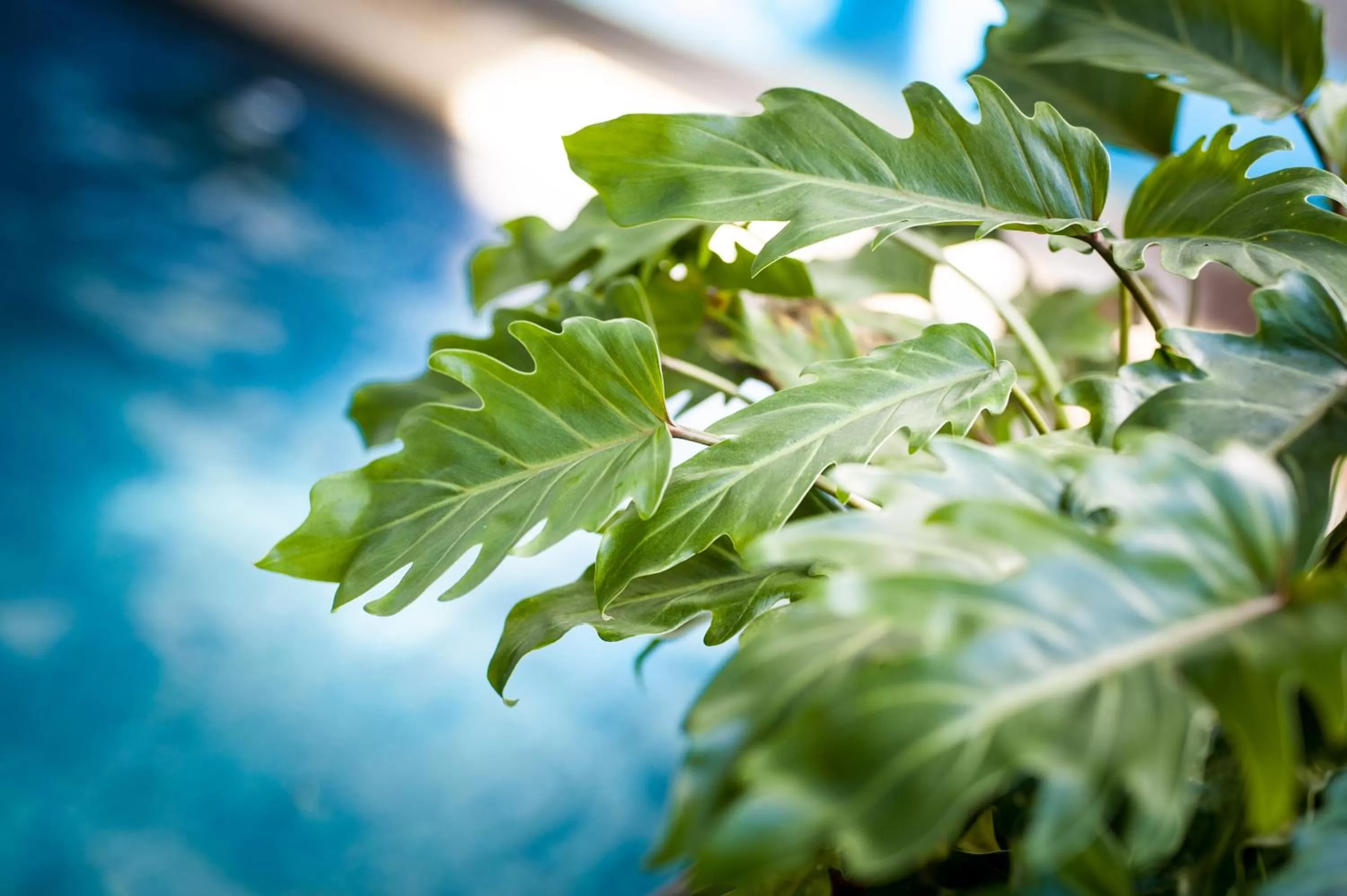 Swimming pool in Hotel Sigulda