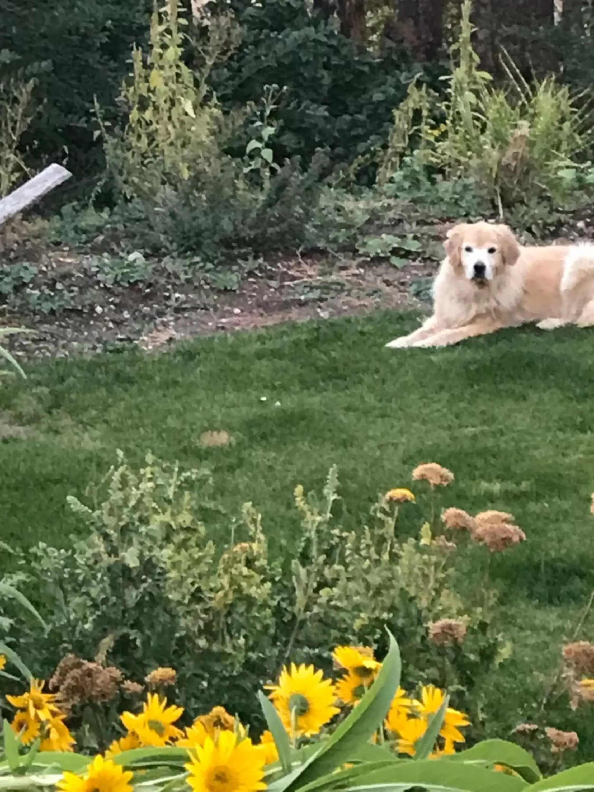 Pets in Old Taos Guesthouse B&B