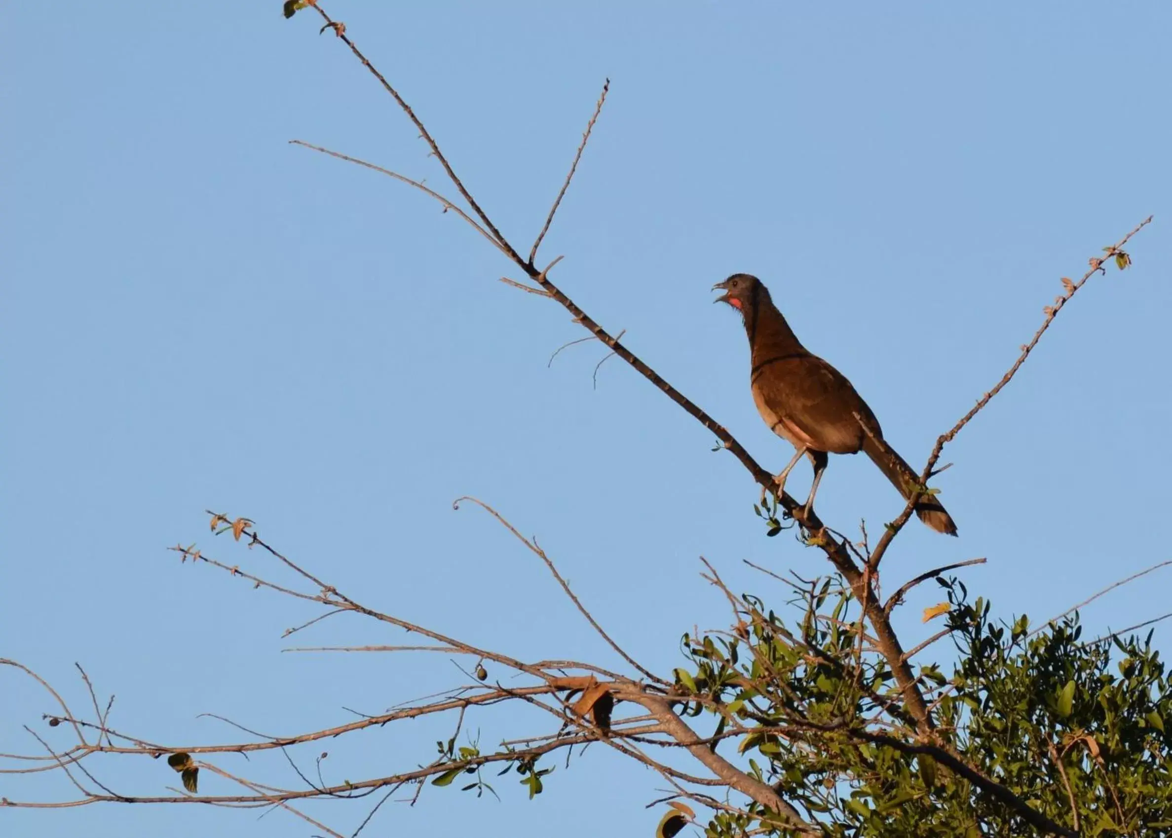 Animals, Other Animals in Hotel Colinas del Sol