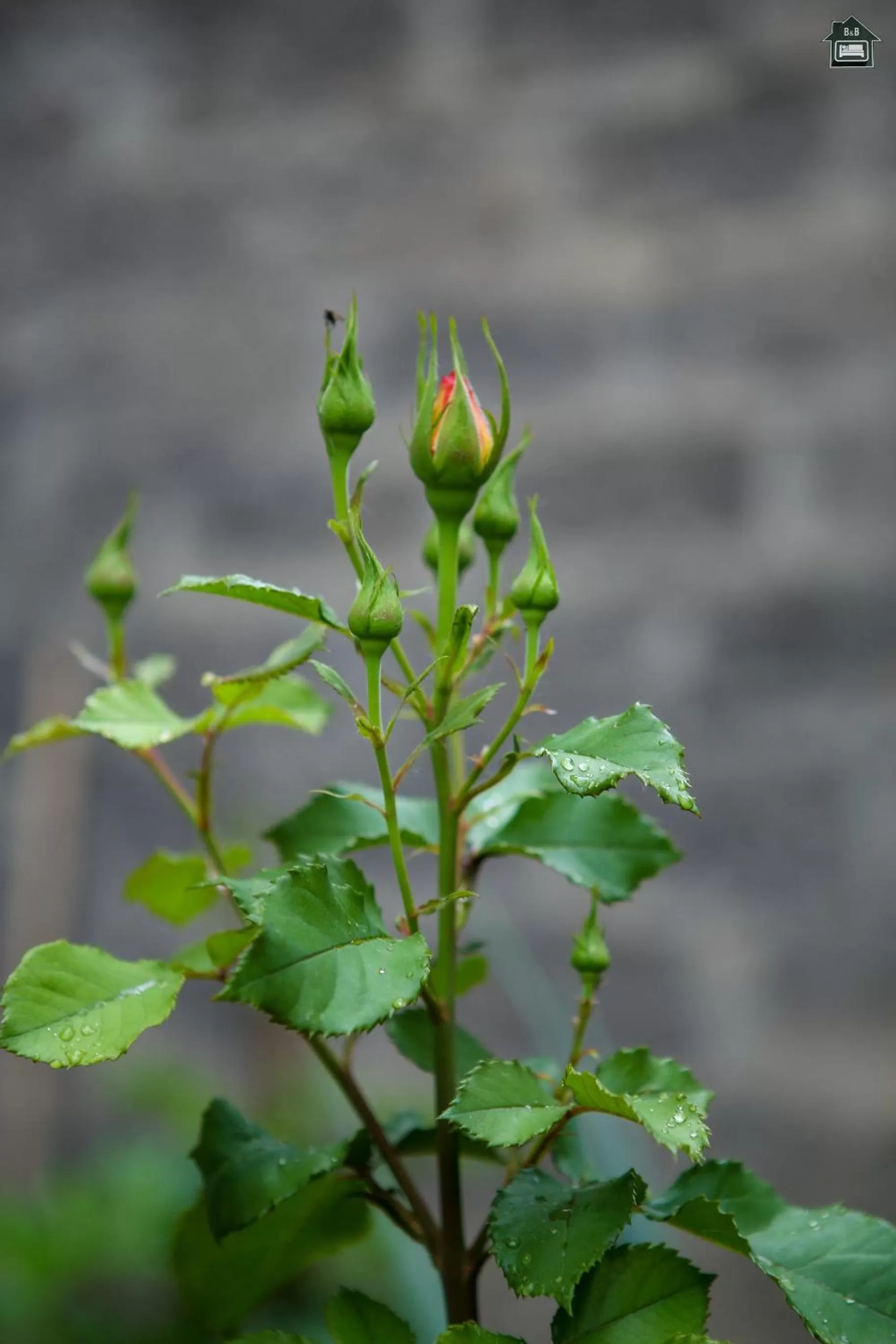 Guest House in Gyumri