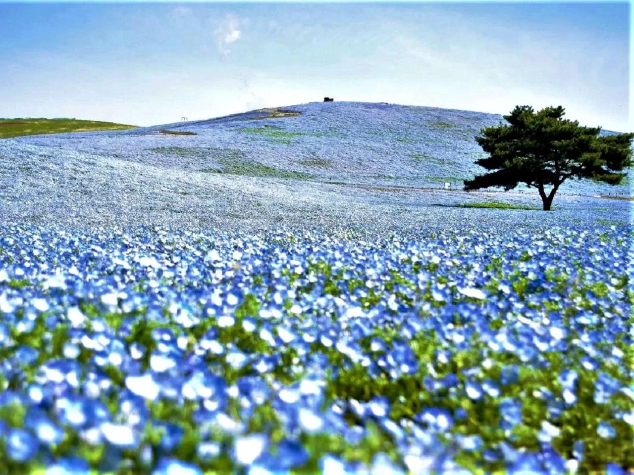 Natural landscape in Smile Hotel Mito
