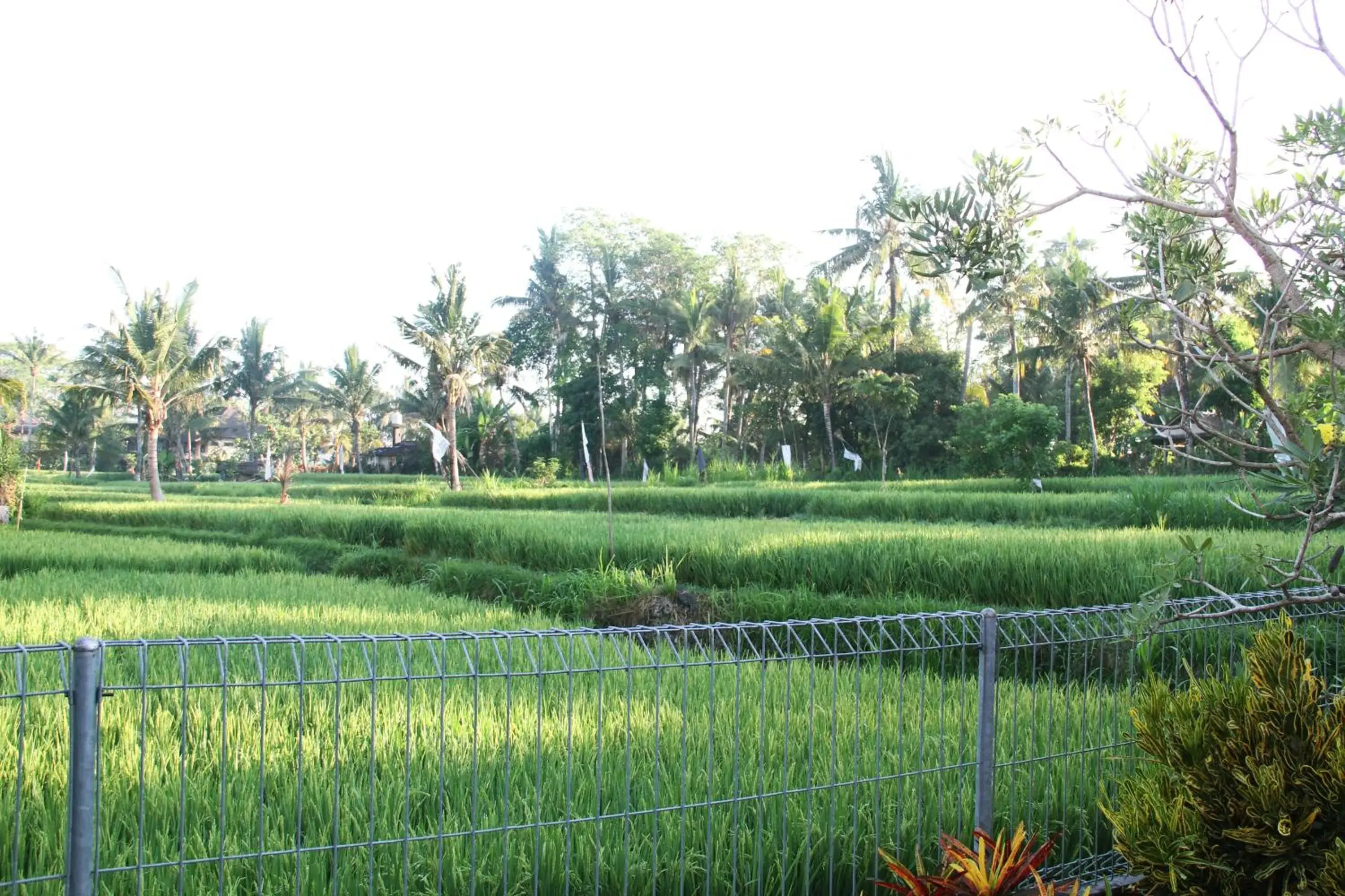 Natural landscape in Kadiga Villas Ubud