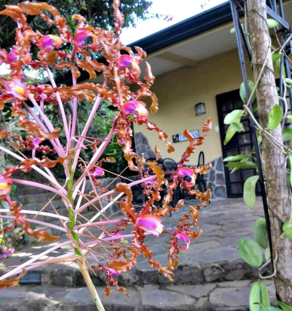 Garden in Pura Vida Hotel