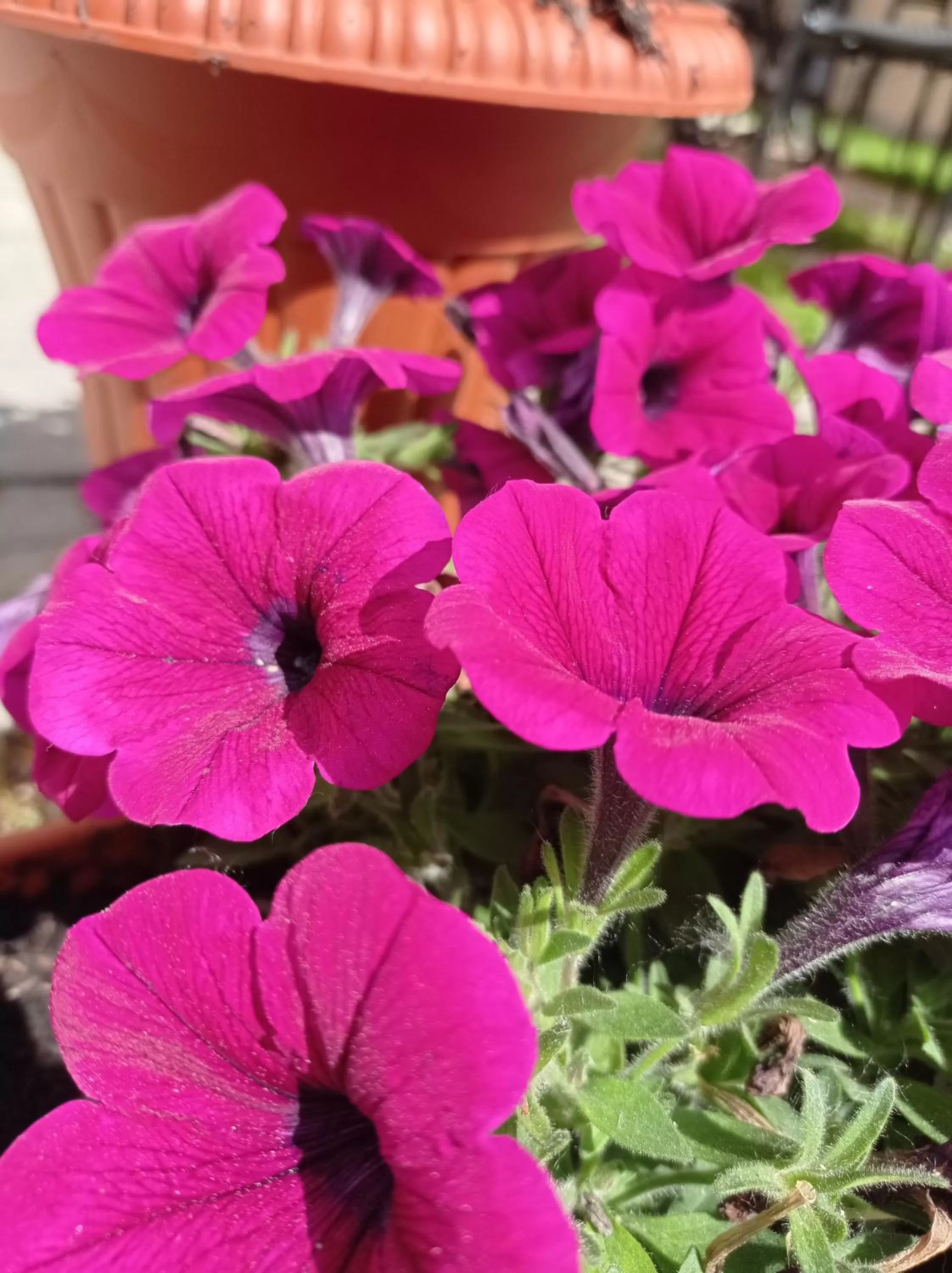 Spring in B&B Toscana