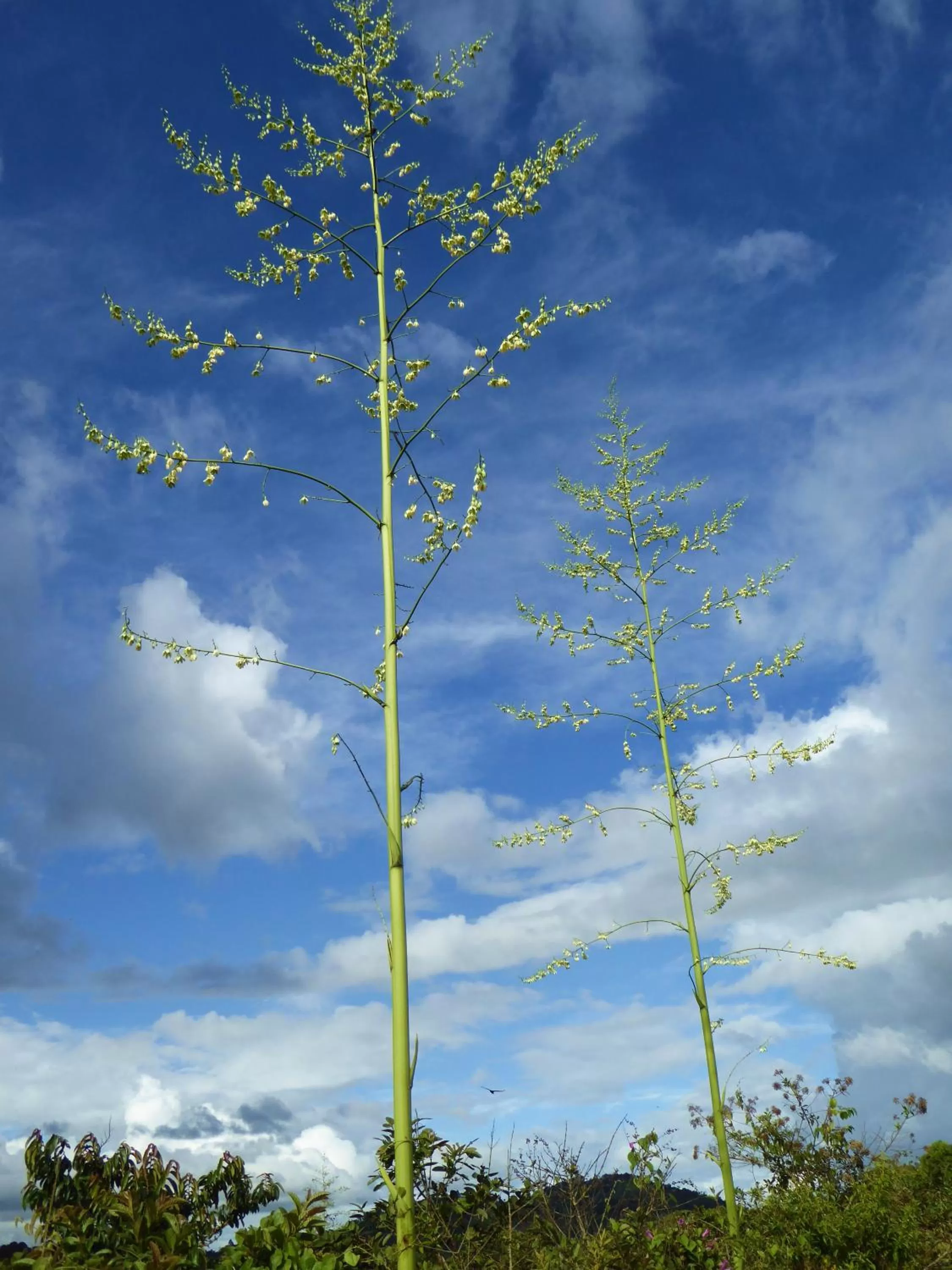 Garden in Finca El Cielo