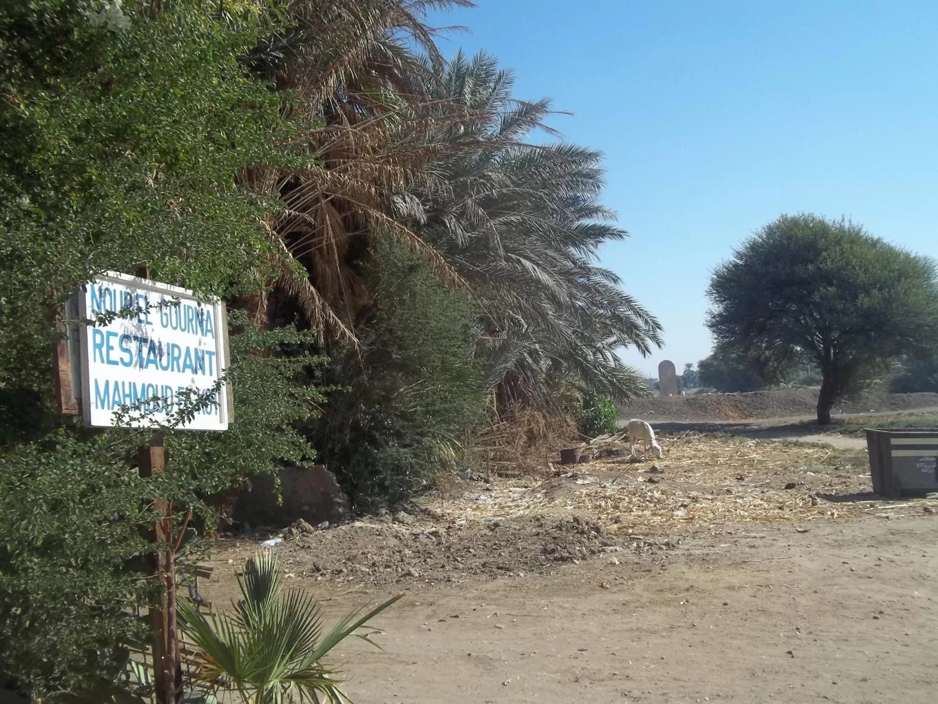 Garden in Nour El Gourna