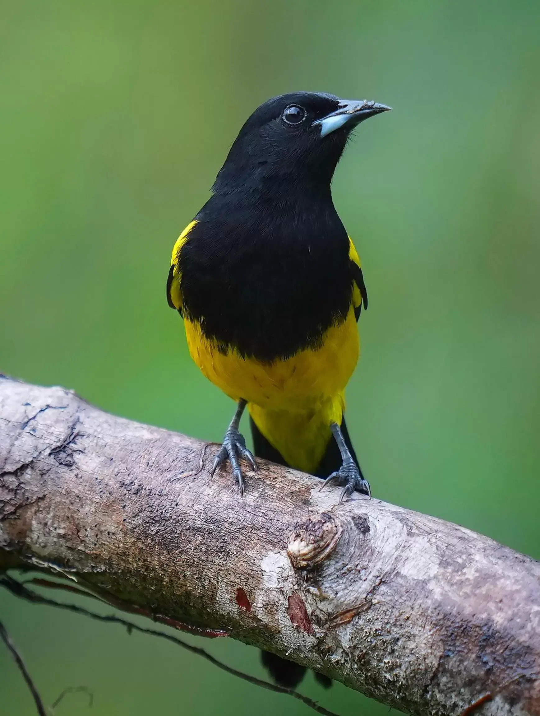 Animals, Other Animals in Arte de Plumas birding lodge