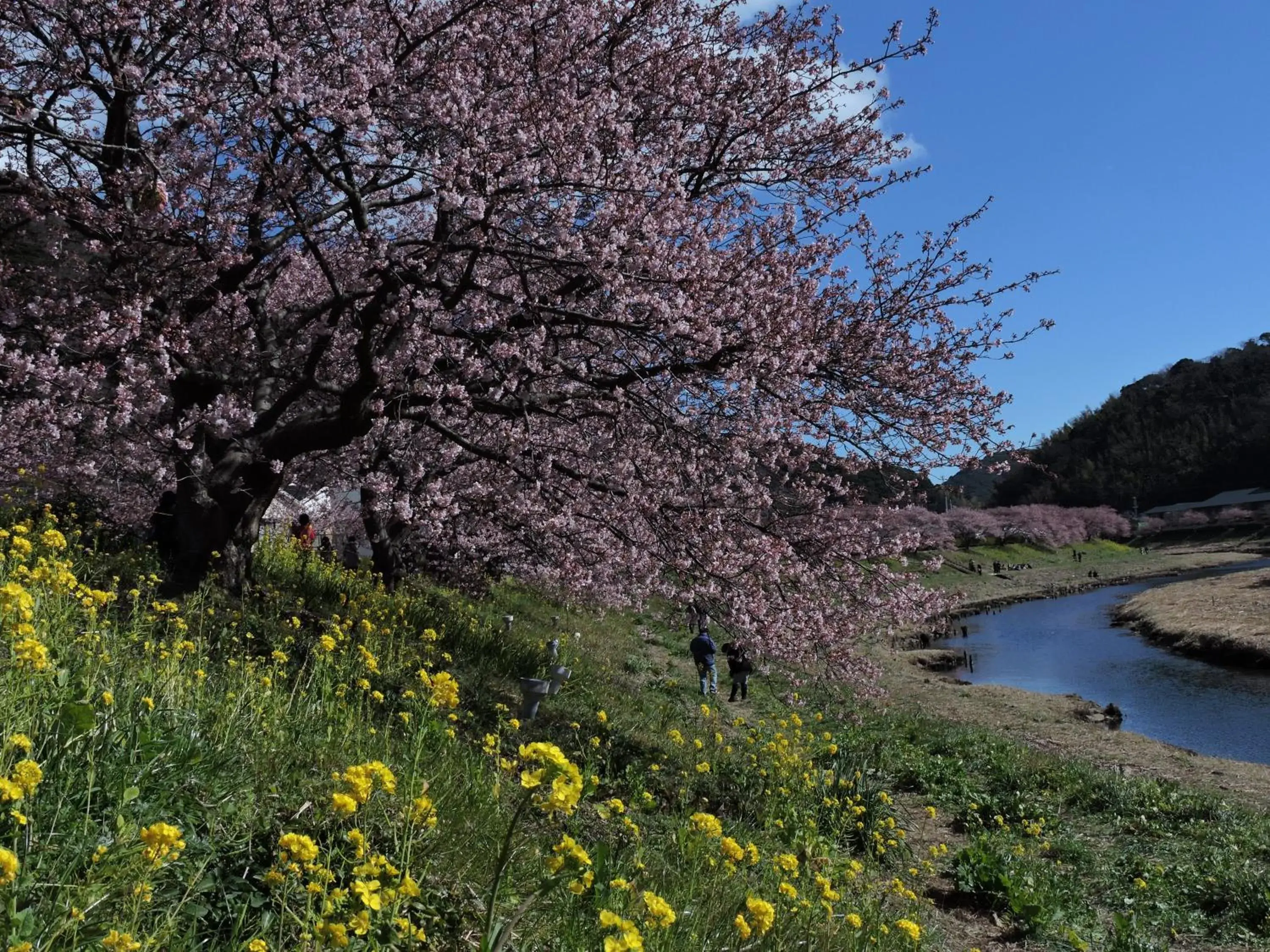Spring, Natural Landscape in Shimoda Prince Hotel