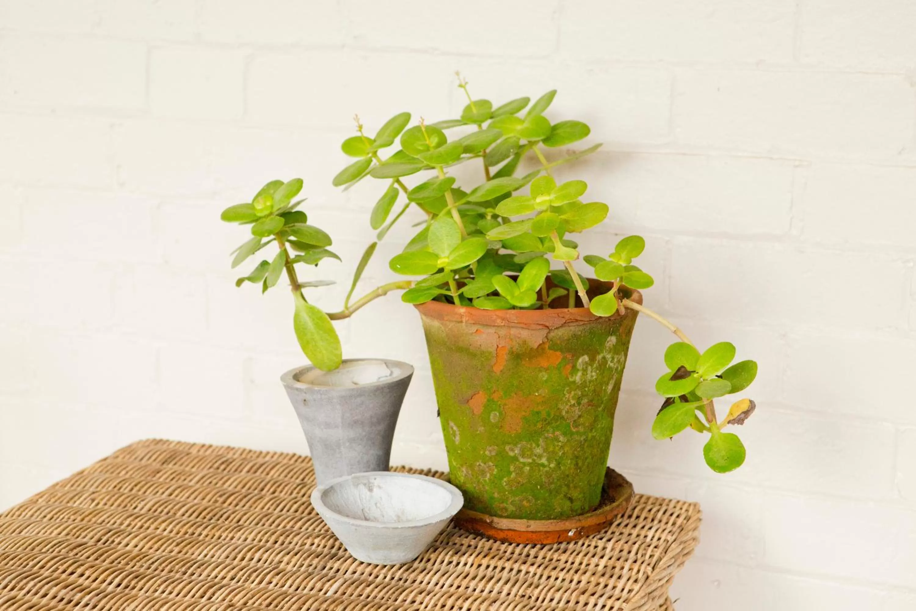 Decorative detail in Mollisons