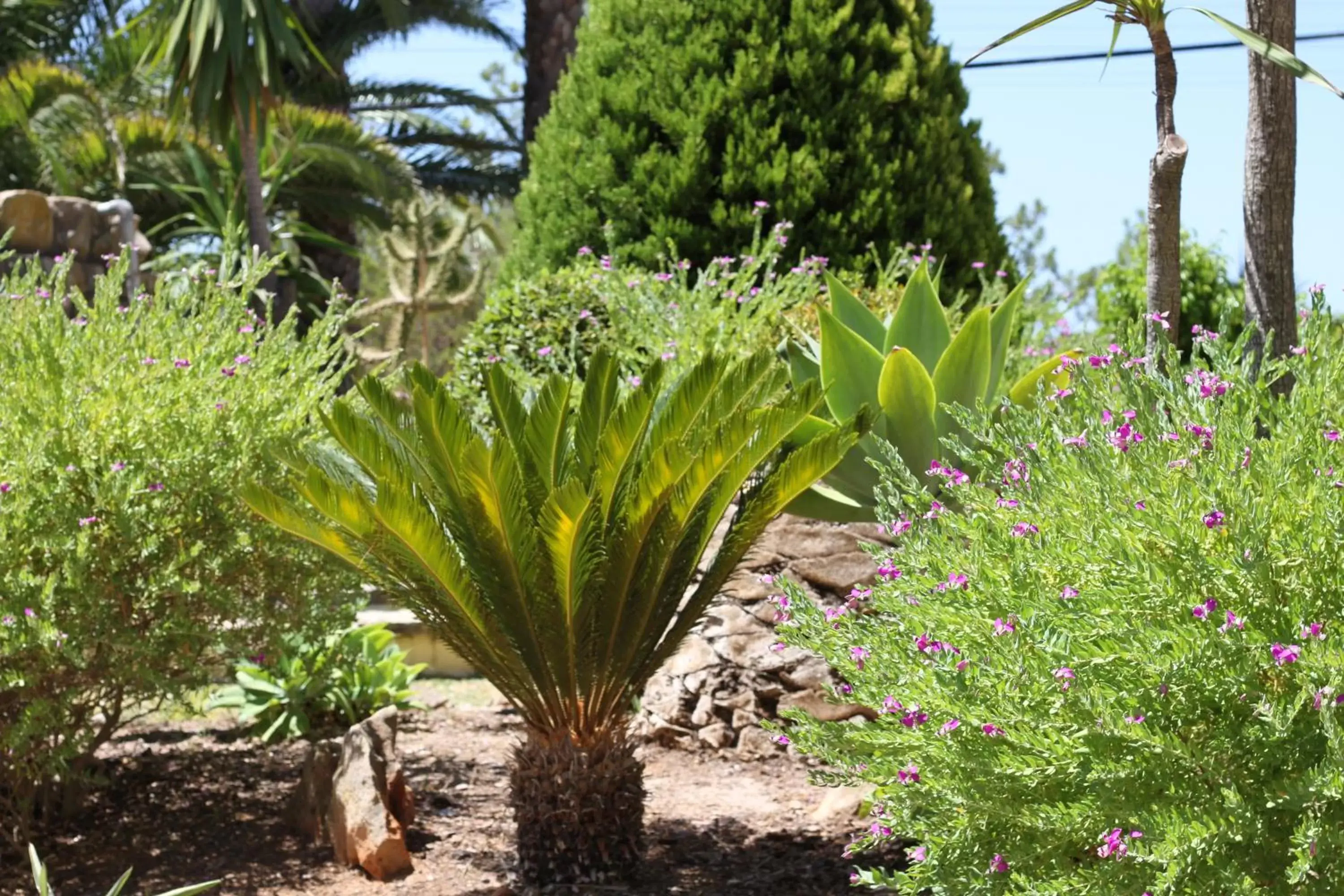 Other, Garden in Hotel Pinhal do Sol