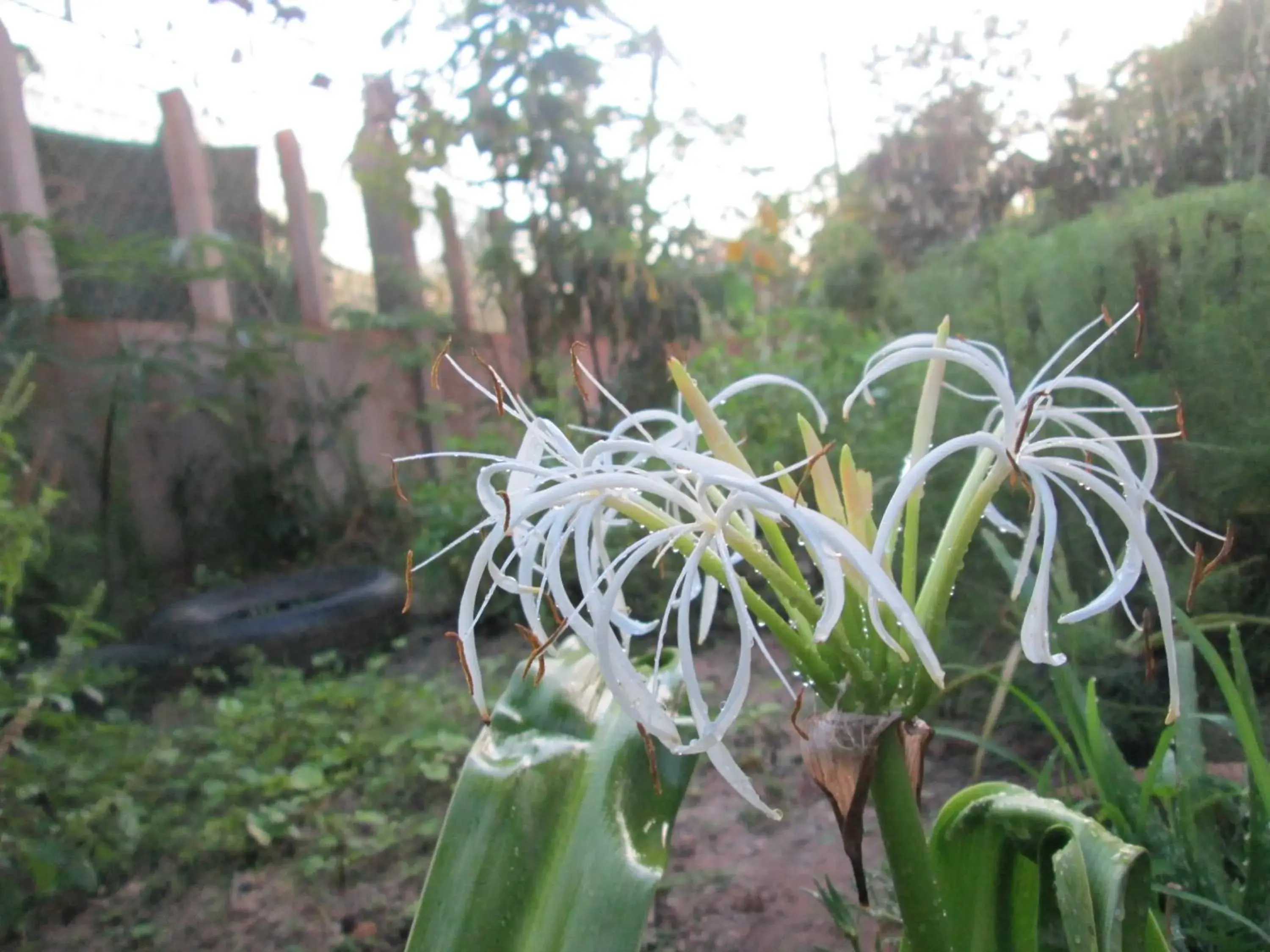 Garden view, Garden in Eco-Home