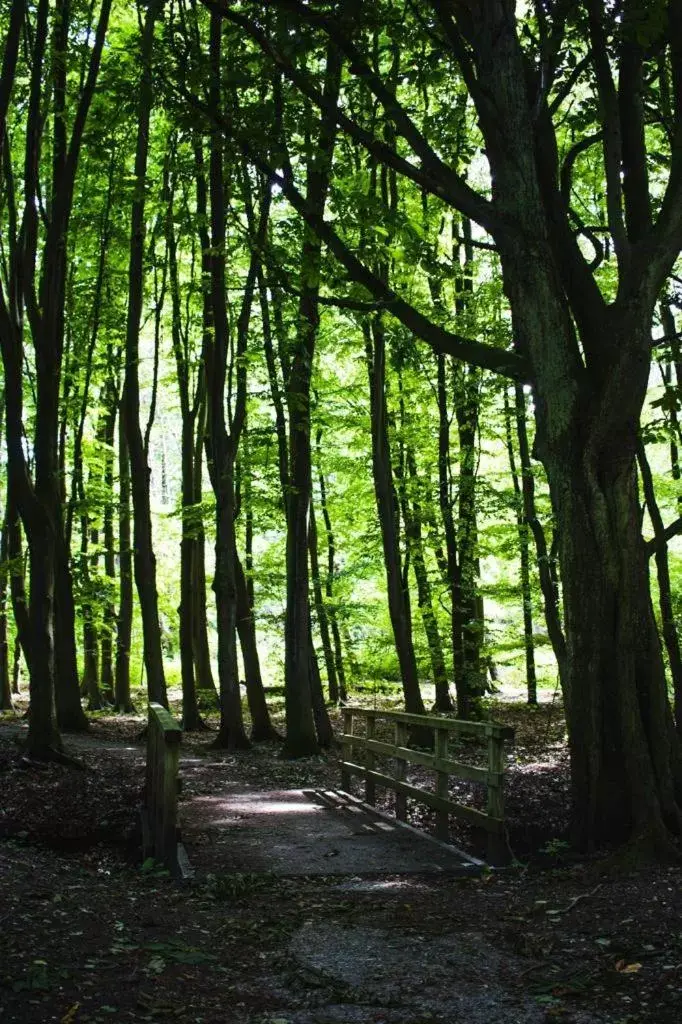 Natural Landscape in Hotel Kuiperduin