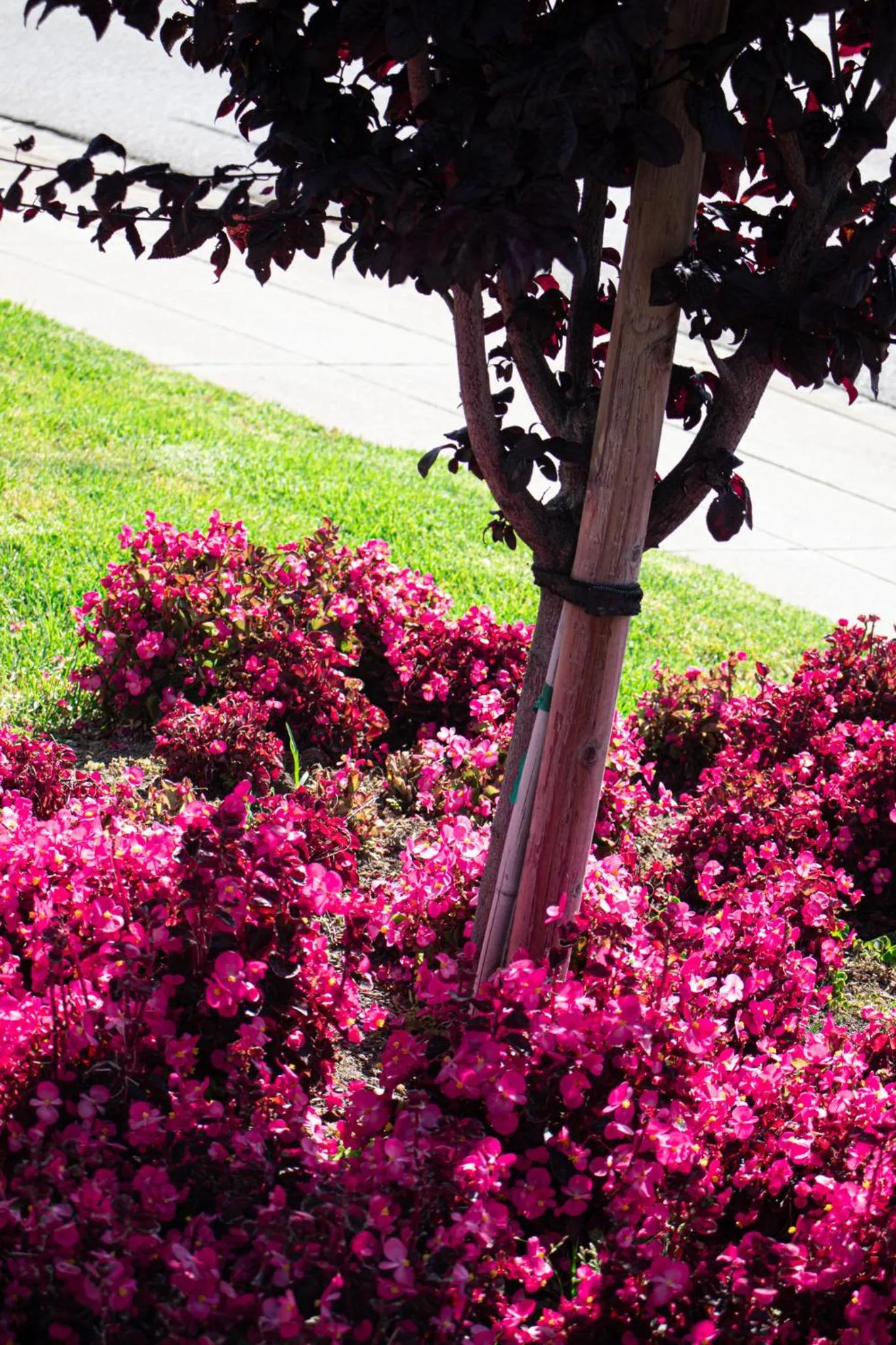 Garden in Discovery Inn