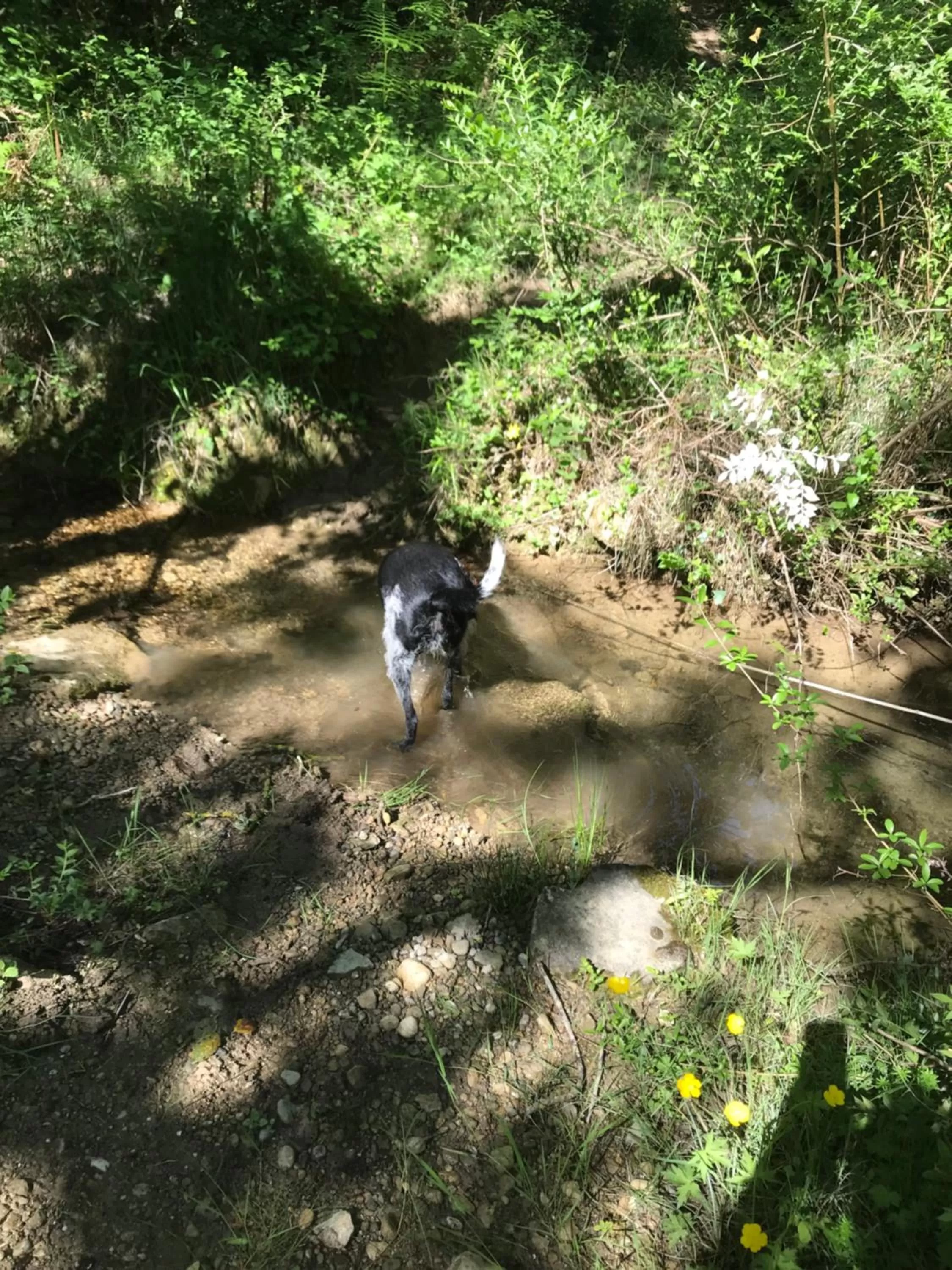 Natural landscape in La Rosela de la Cité