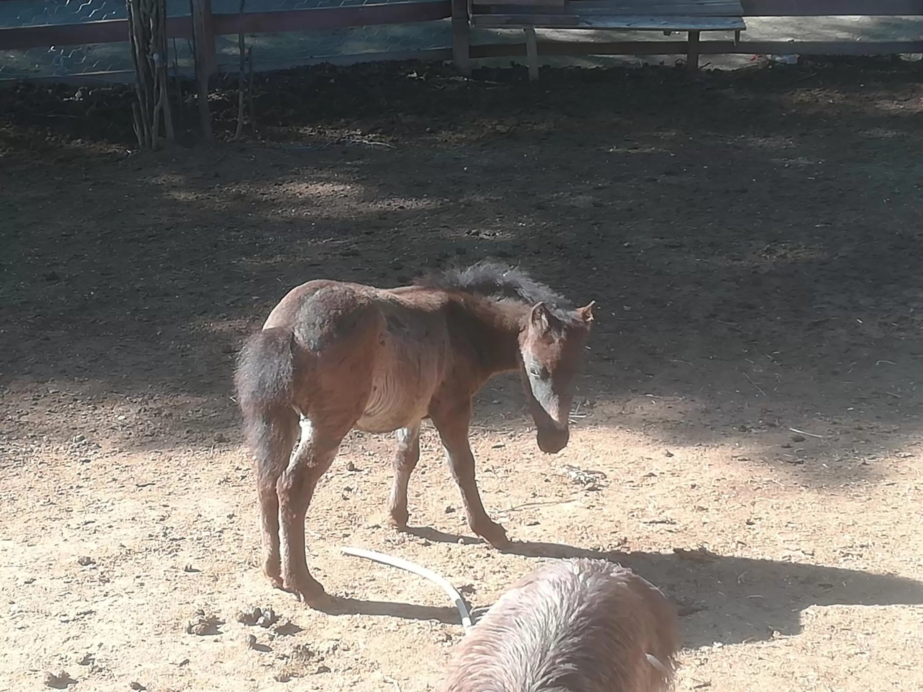 Etno selo Vile Jefimija, selo Preobrazenje, Vranje