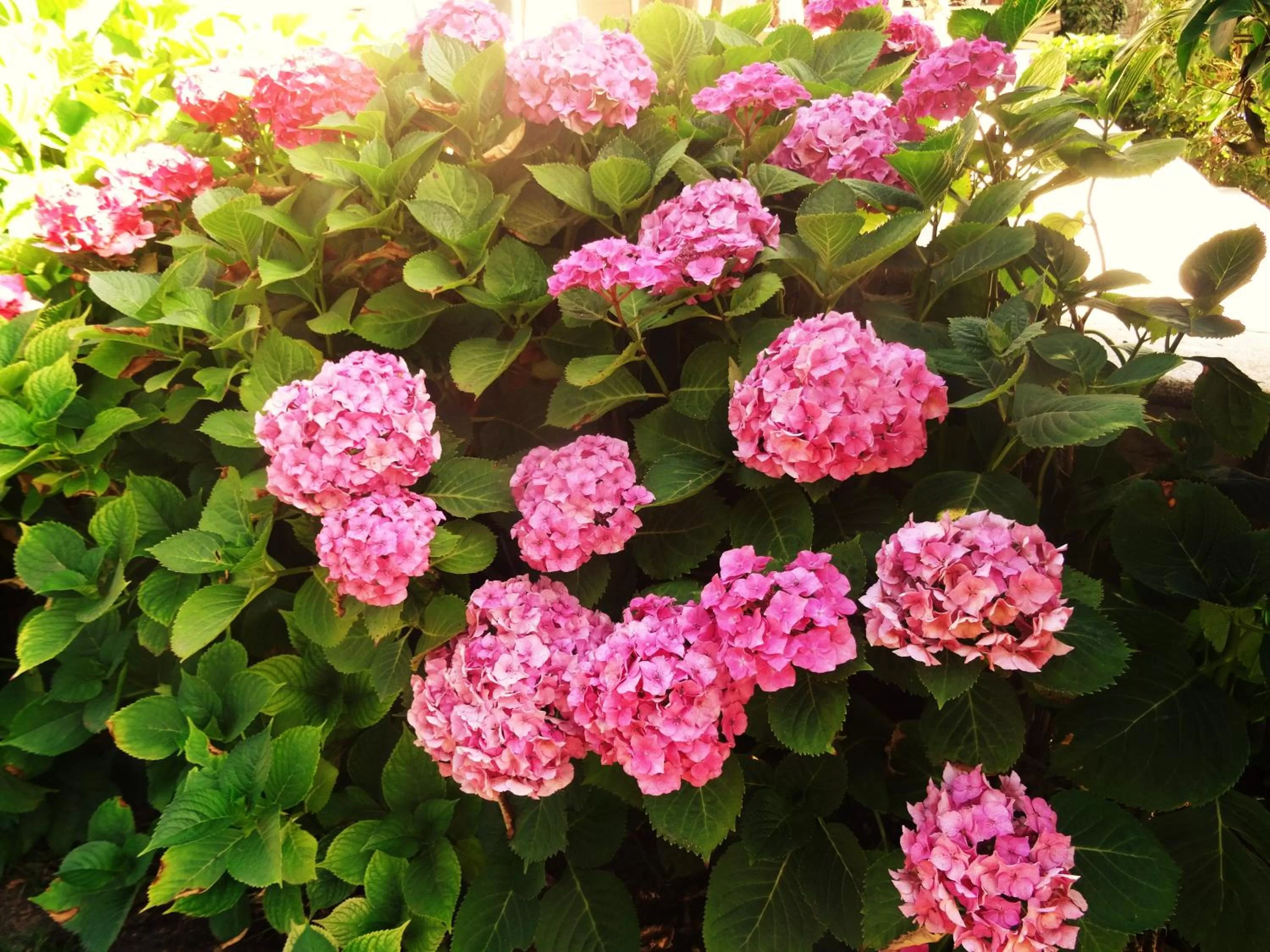 Garden view in Villa La Clef Des Champs