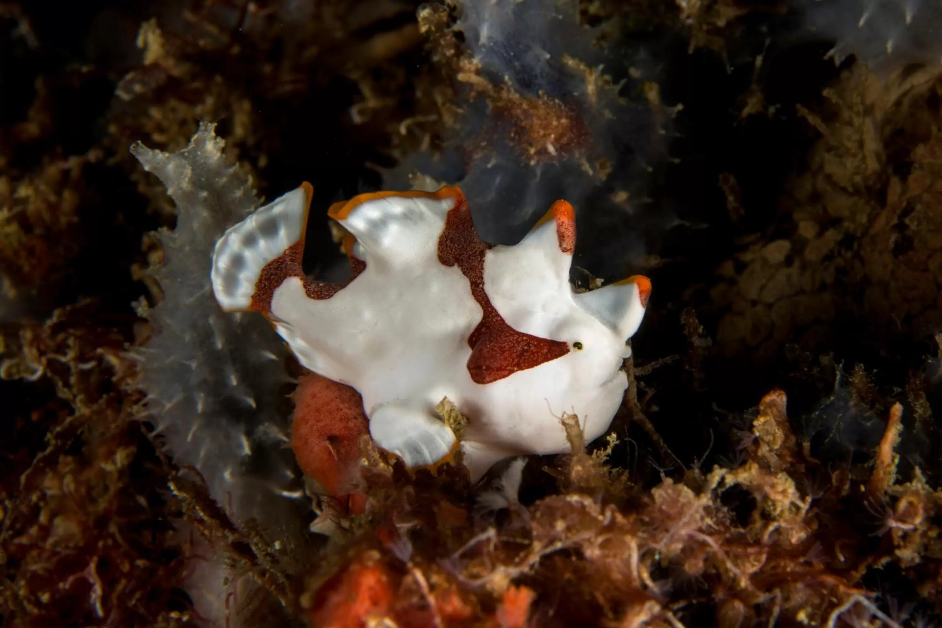 Diving in Punta Bulata White Beach Resort & Spa