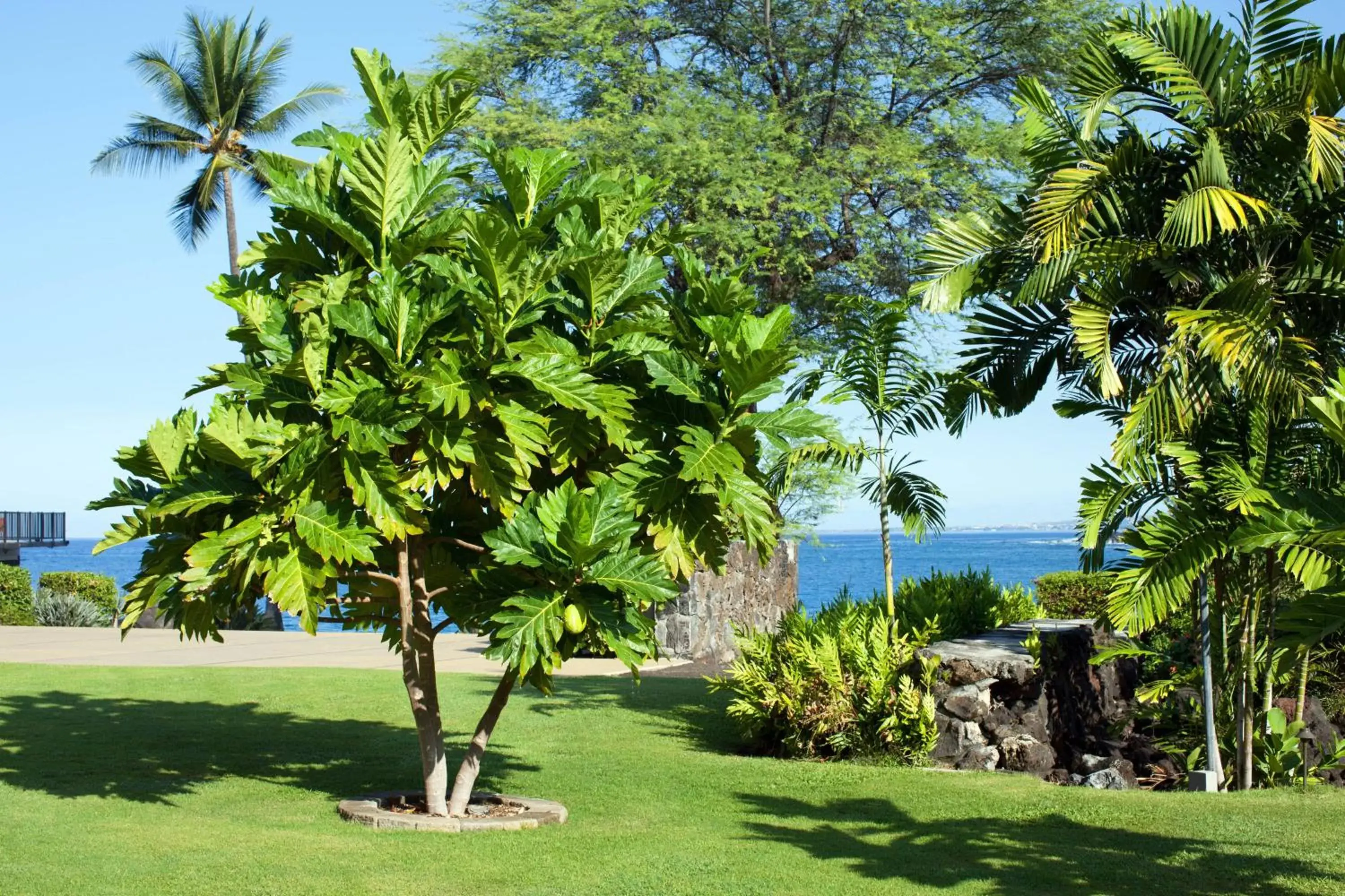 Other in Outrigger Kona Resort and Spa