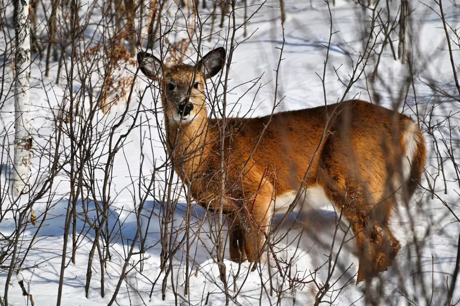 Natural landscape, Other Animals in Camp Taureau - Altaï Canada