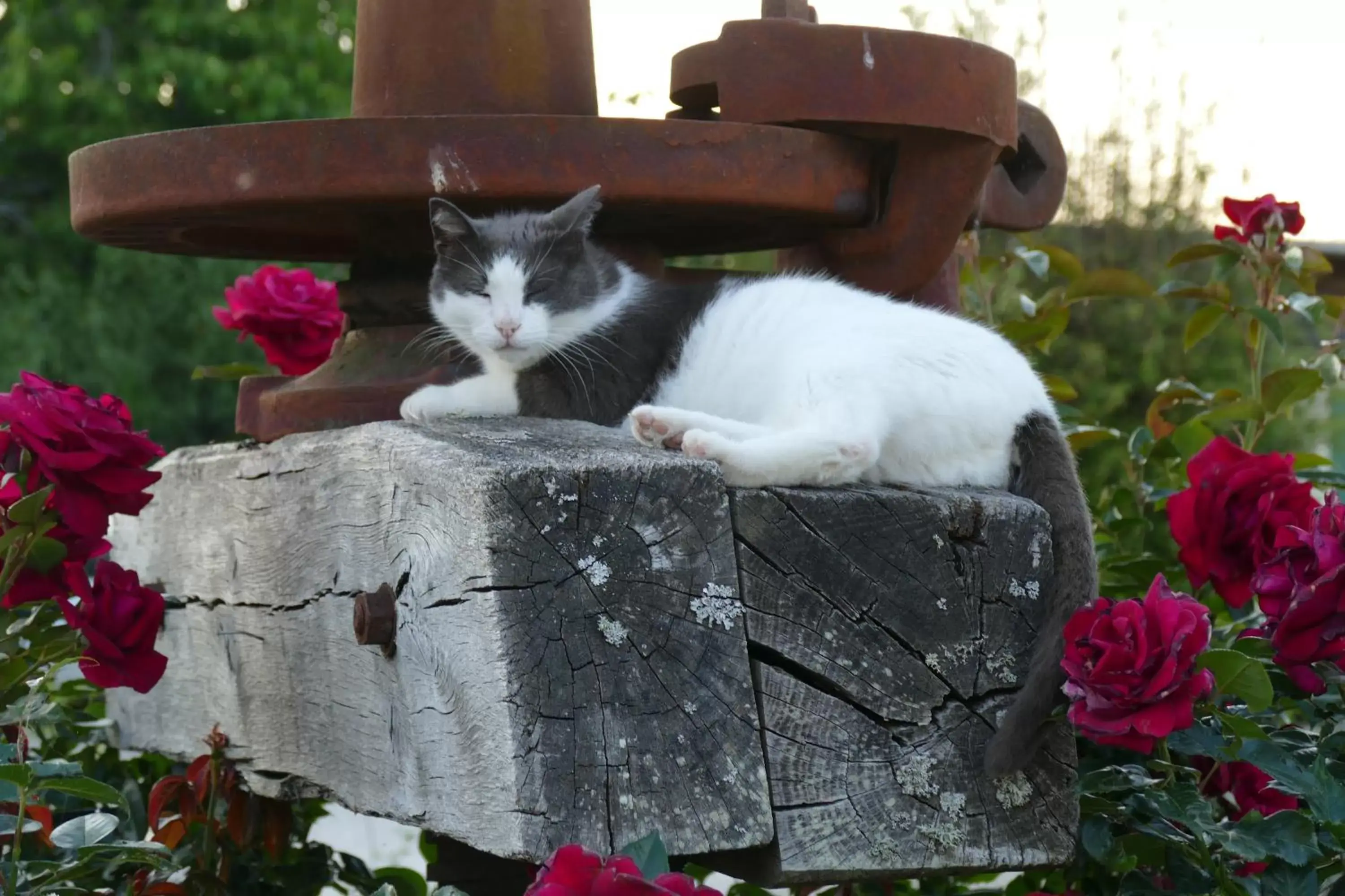 Pets in Le Clos des Perraudières