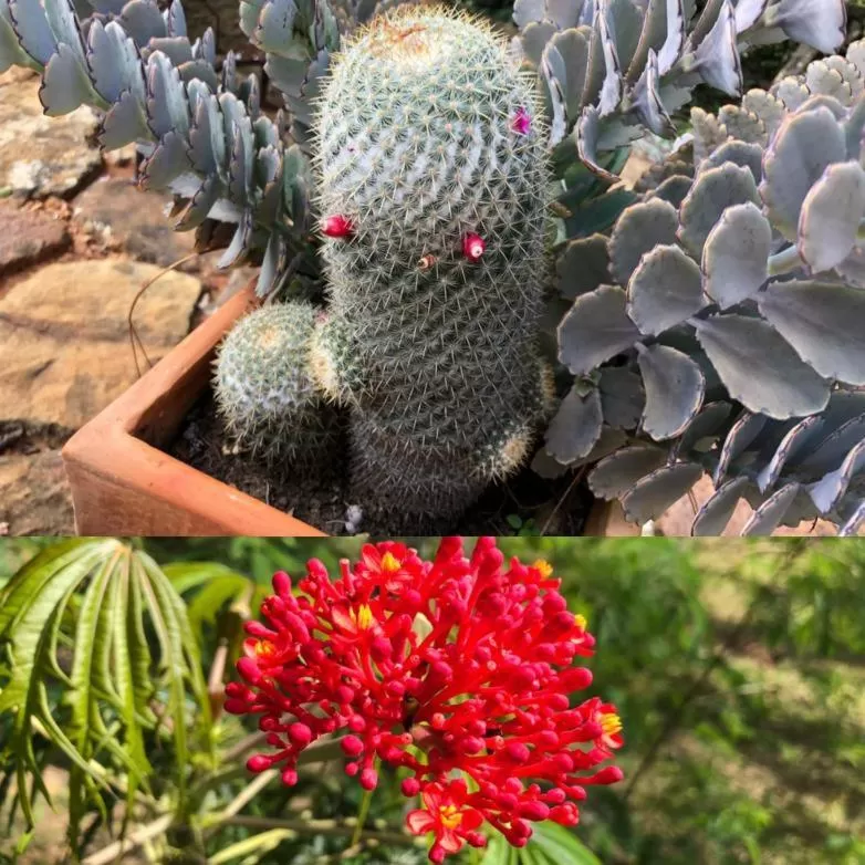 Garden in El Paraiso - B&B Finca San Vicente