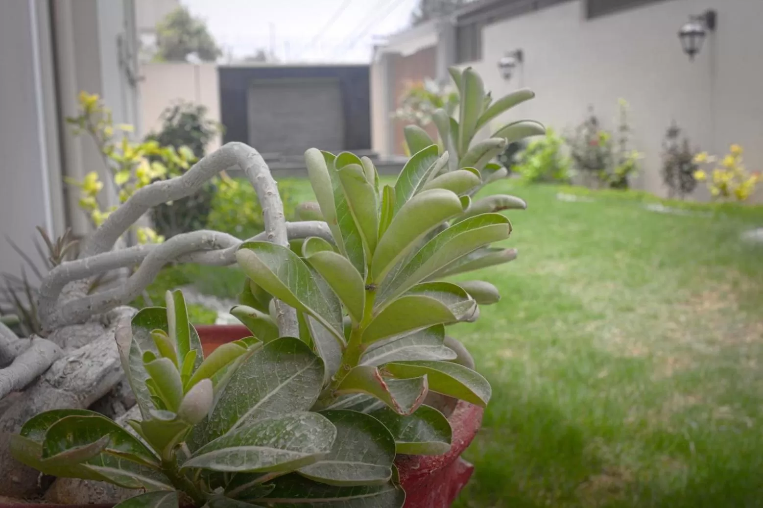 Garden in Zifan Hotel & Suites