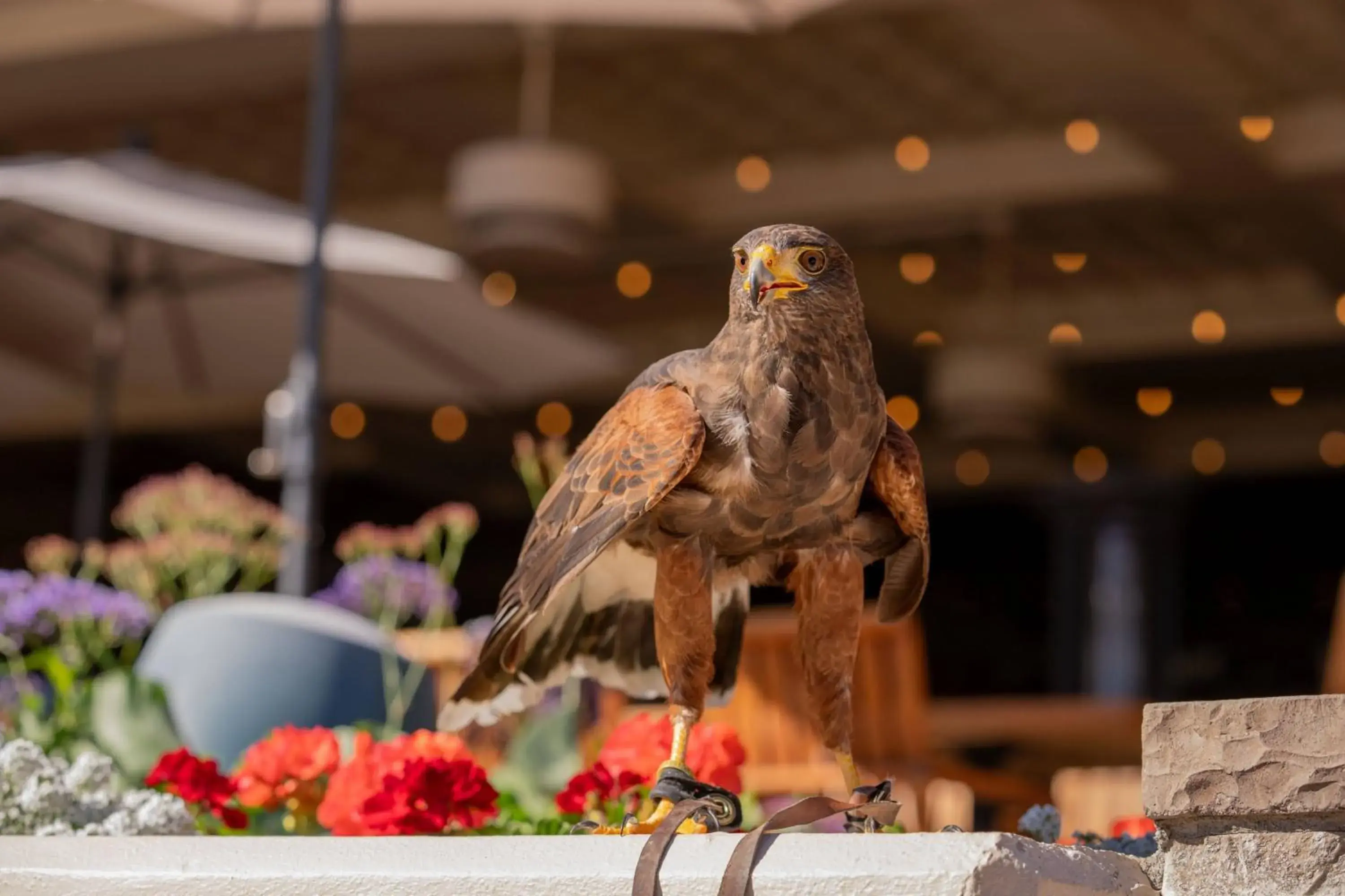Other, Other Animals in The Canyon Suites At The Phoenician, A Luxury Collection Resort