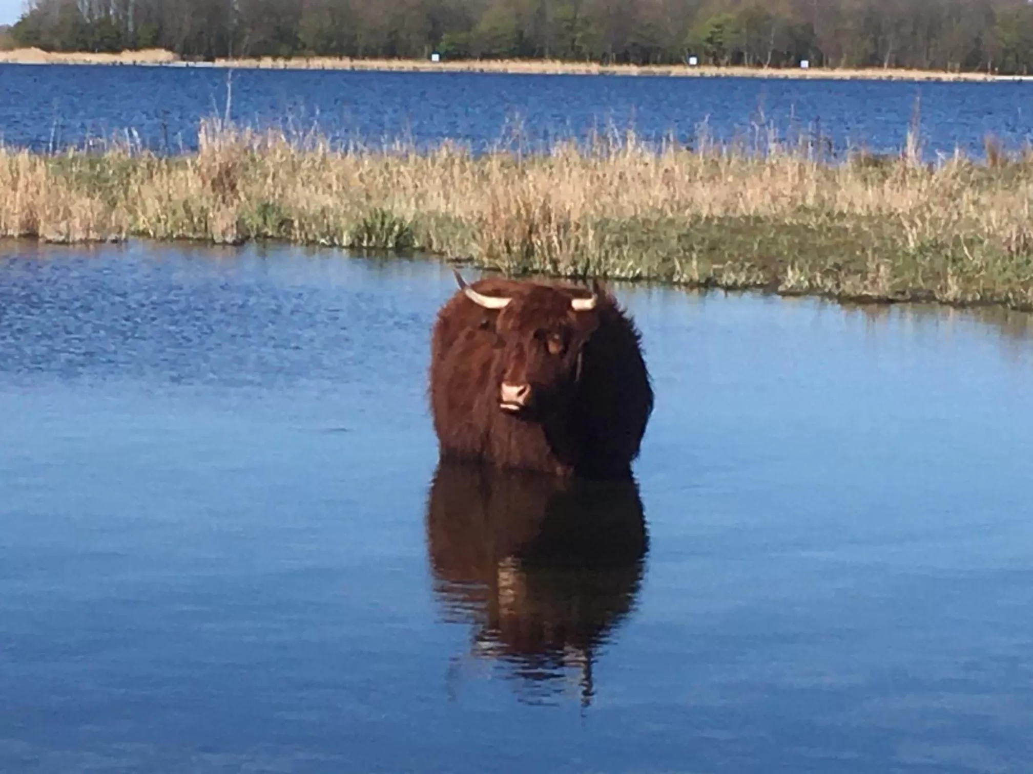 Natural landscape, Pets in BnB Purmerland