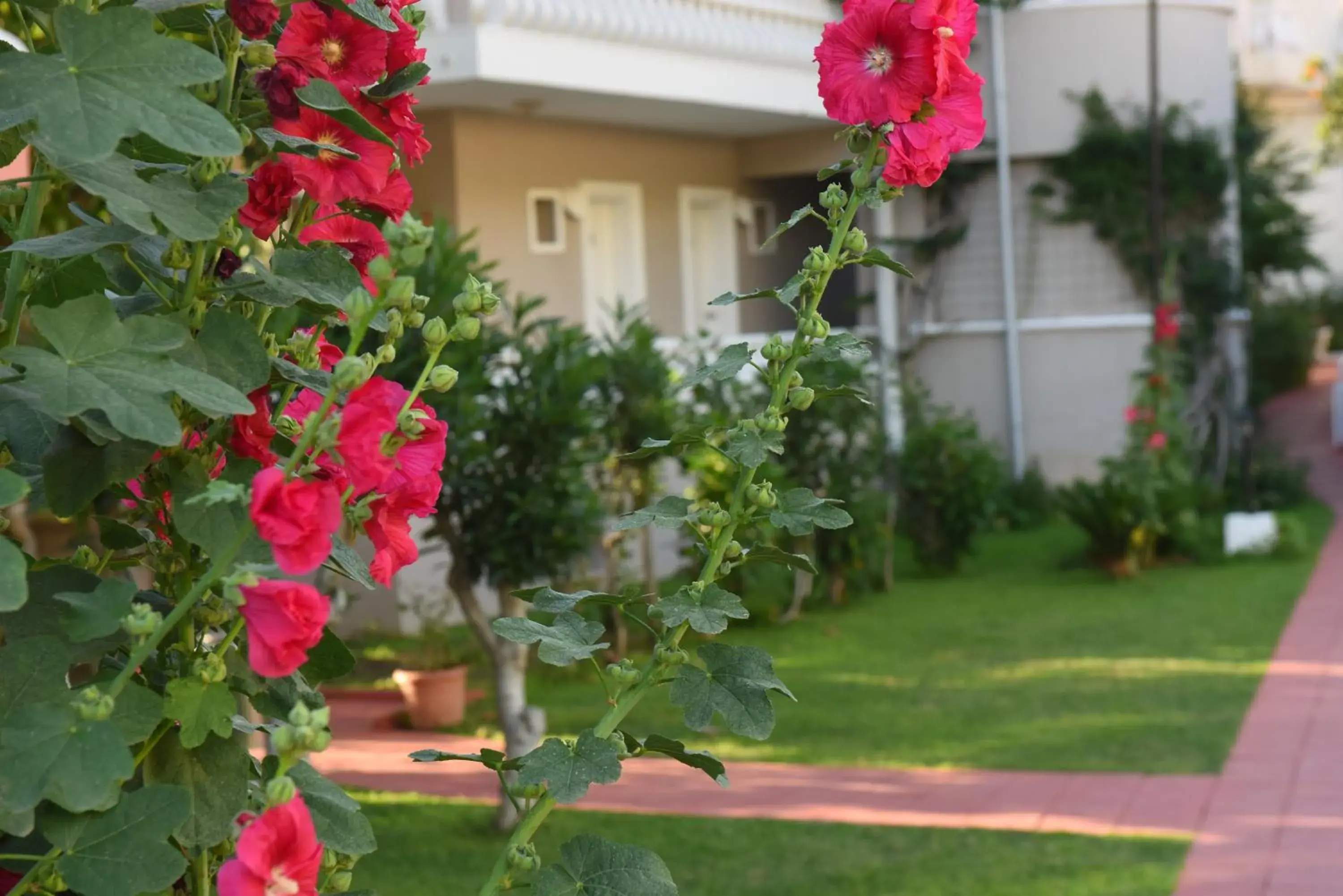 Garden view, Garden in Oludeniz Turquoise Hotel