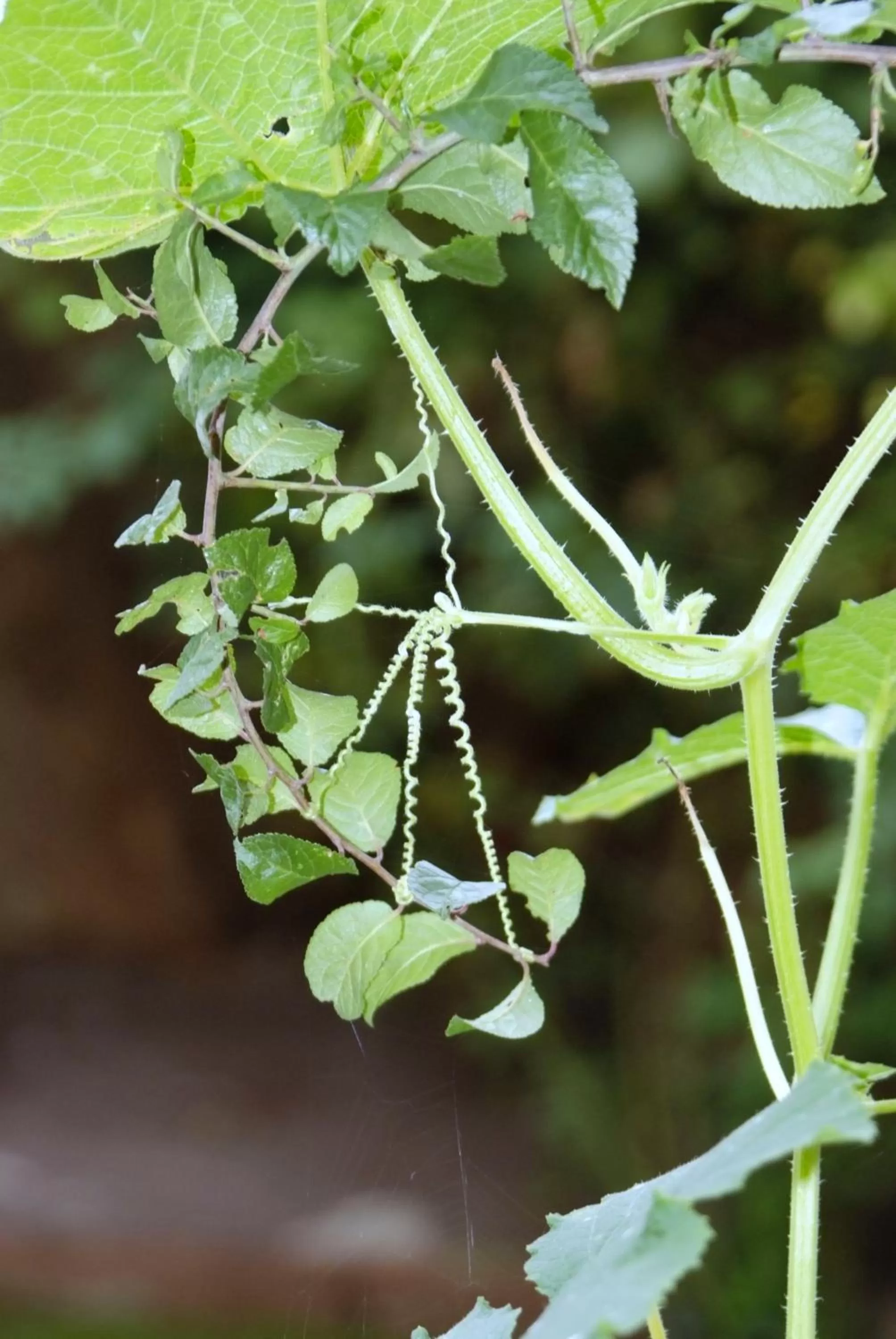 Other in Hotel Restaurant Paradeismühle
