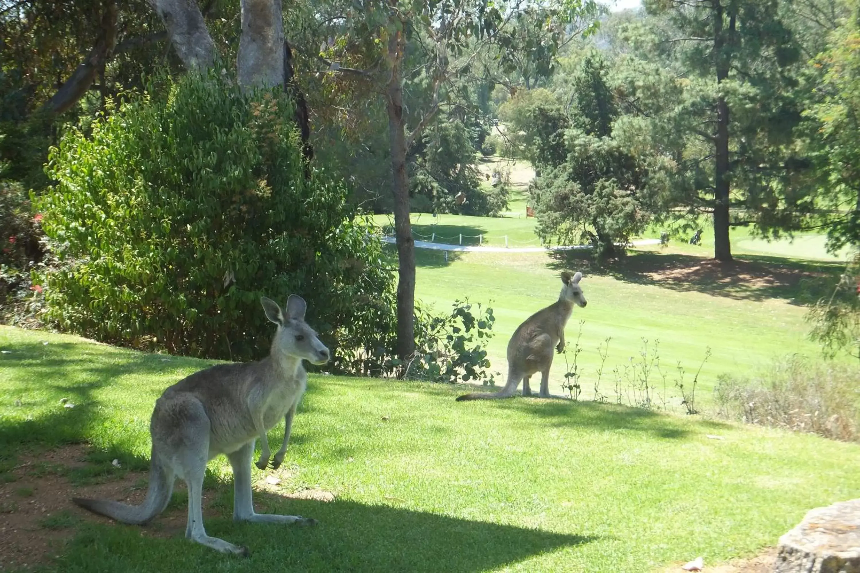 Garden, Other Animals in Commercial Golf Resort