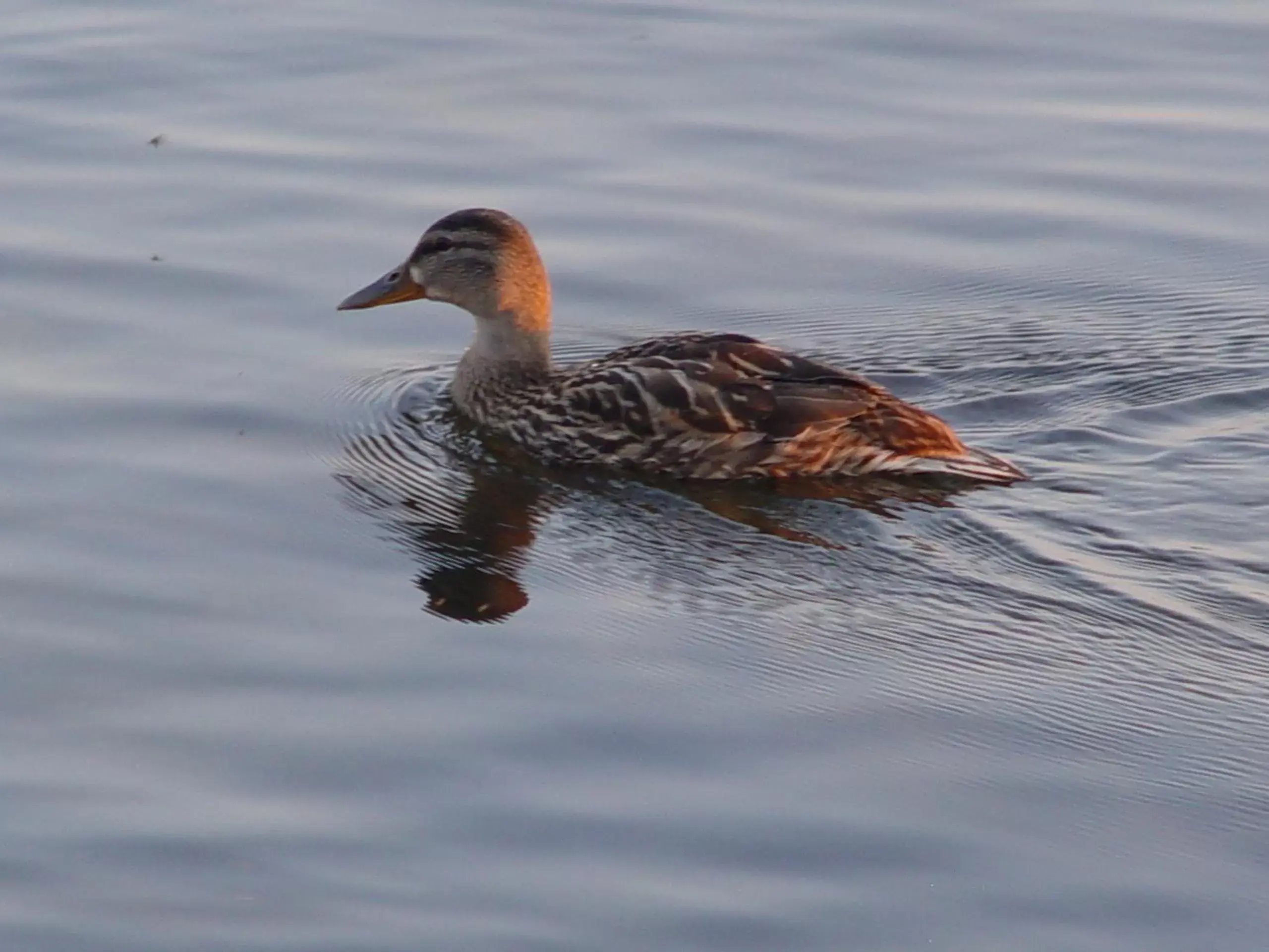 Other, Other Animals in Lakeshore Suites