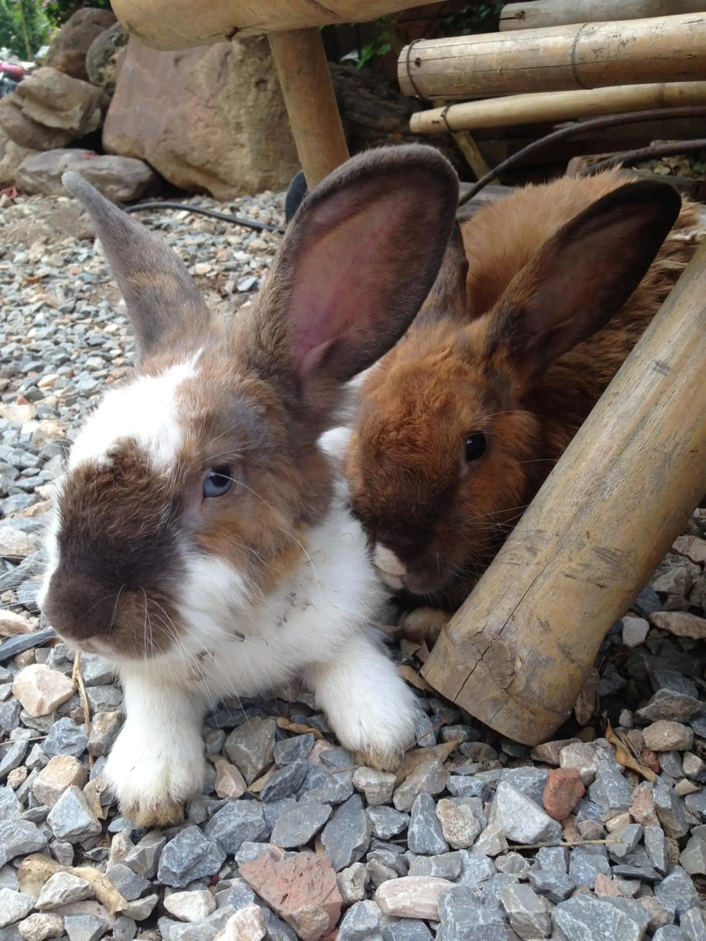 Pets, Other Animals in Ruean Thai Hotel