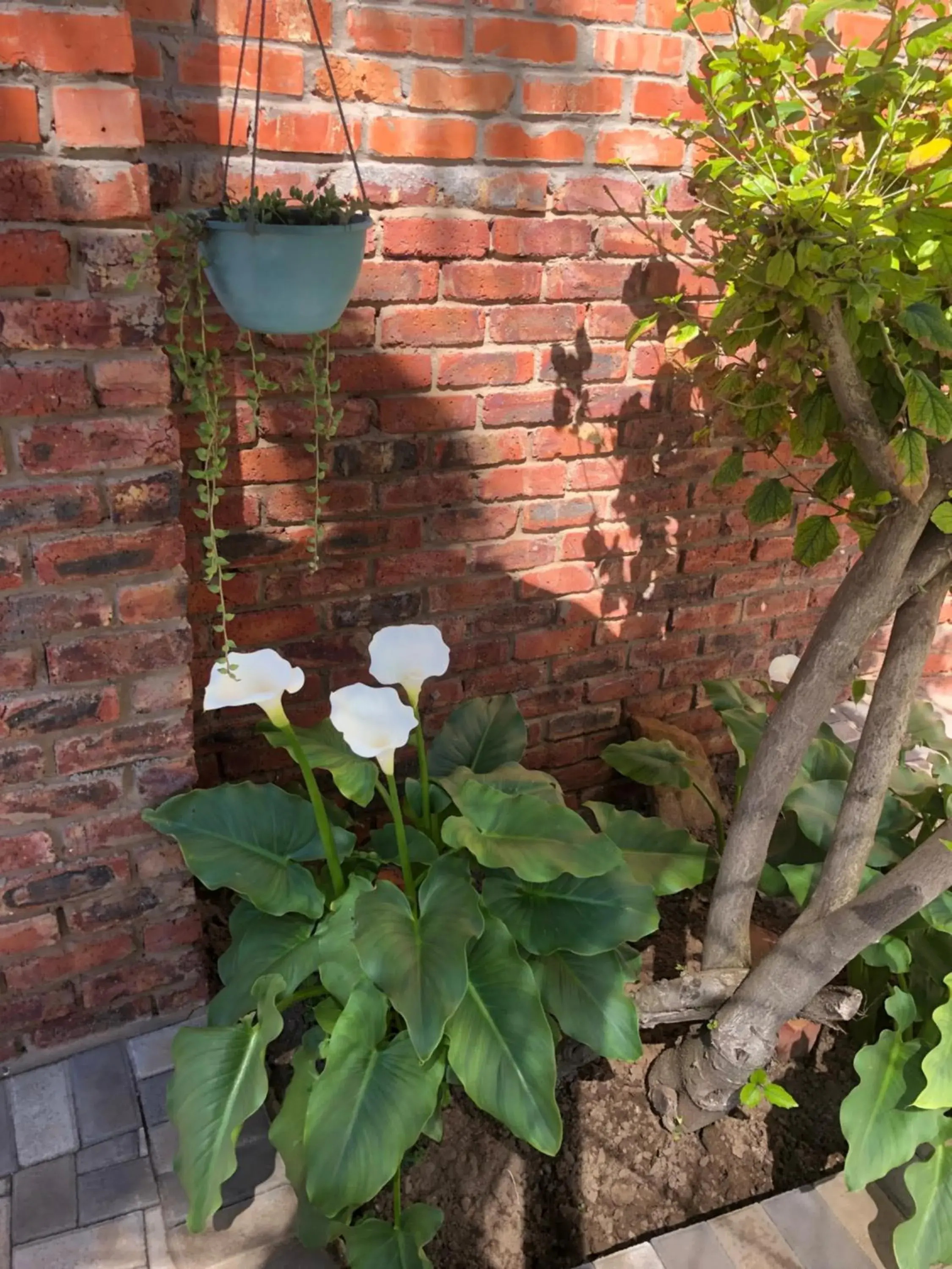 Garden in Le Blue Guesthouse