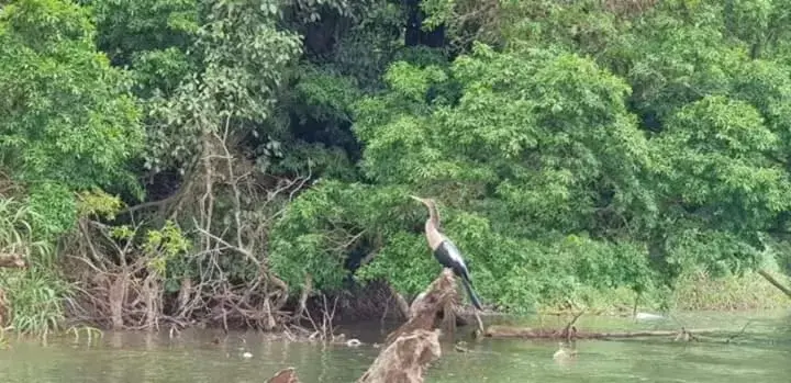 Other Animals in Iguanitas Lodge