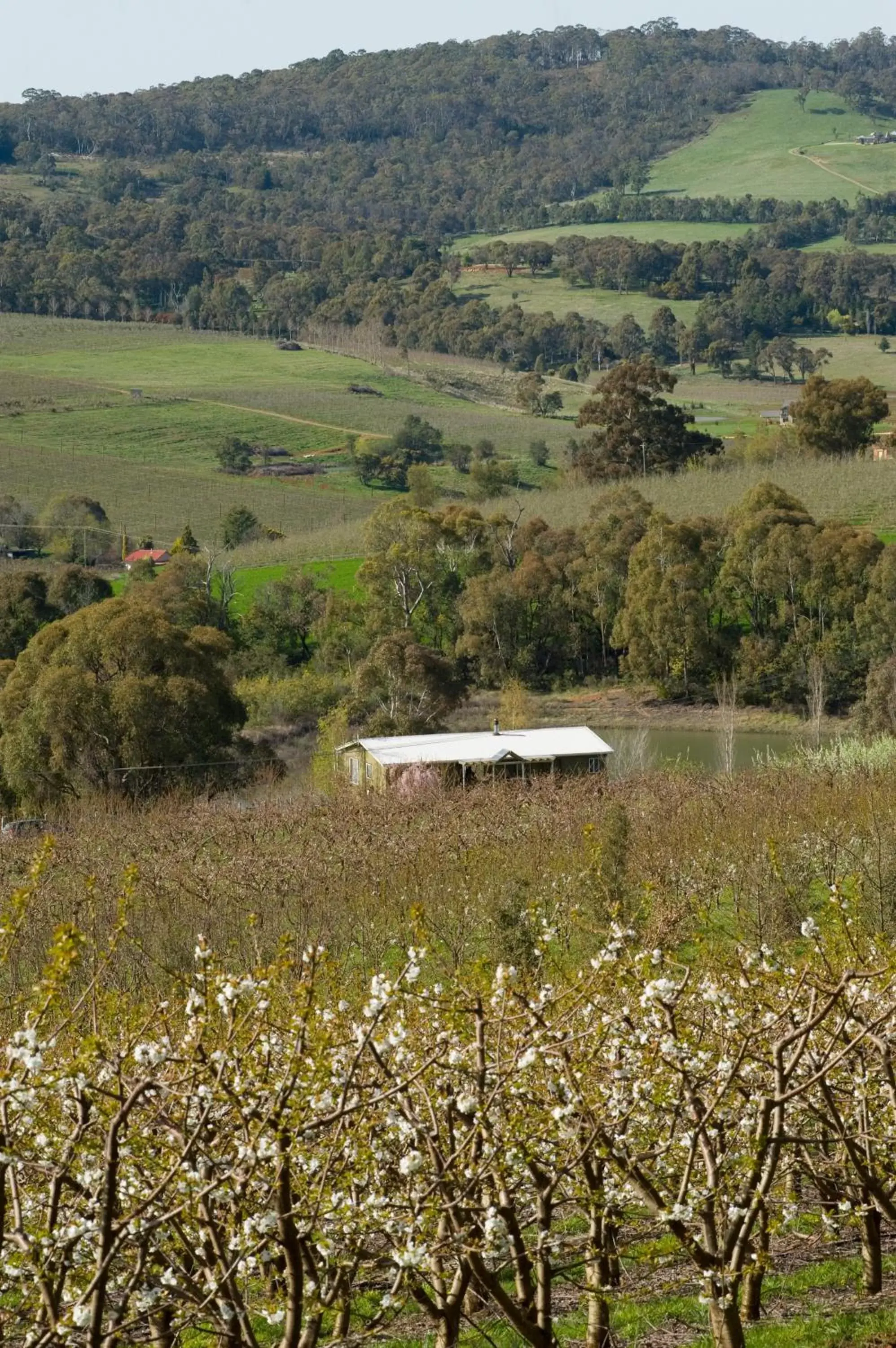 Natural Landscape in Borrodell Vineyard