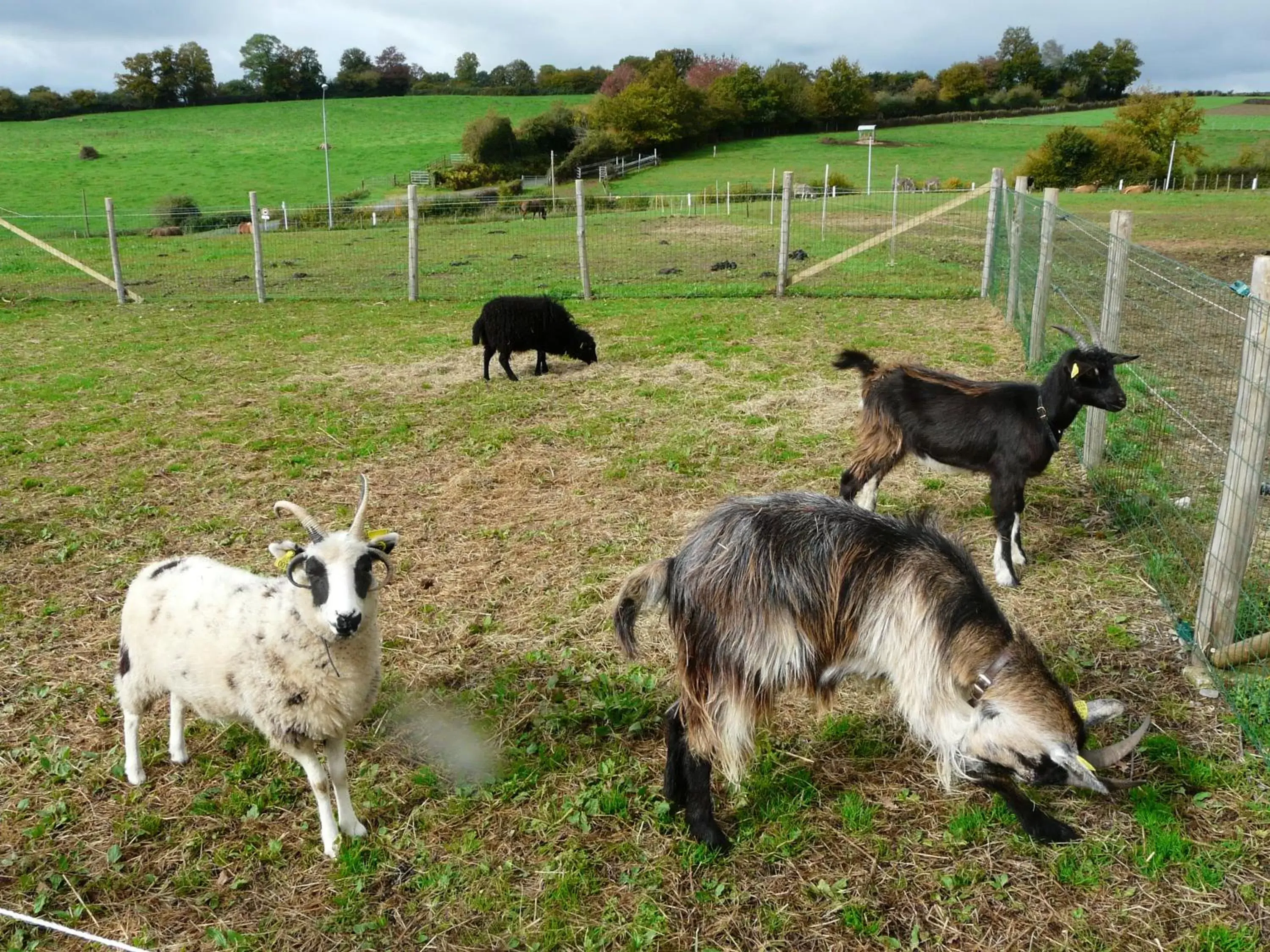 Other Animals in Chambre d'hôtes Le Pot au Lait