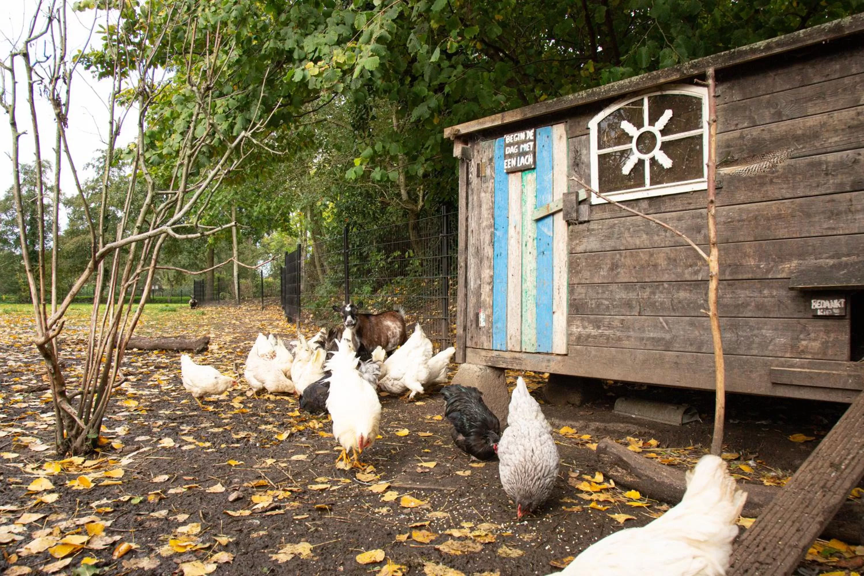 Pets in Herberg de Appelgaard