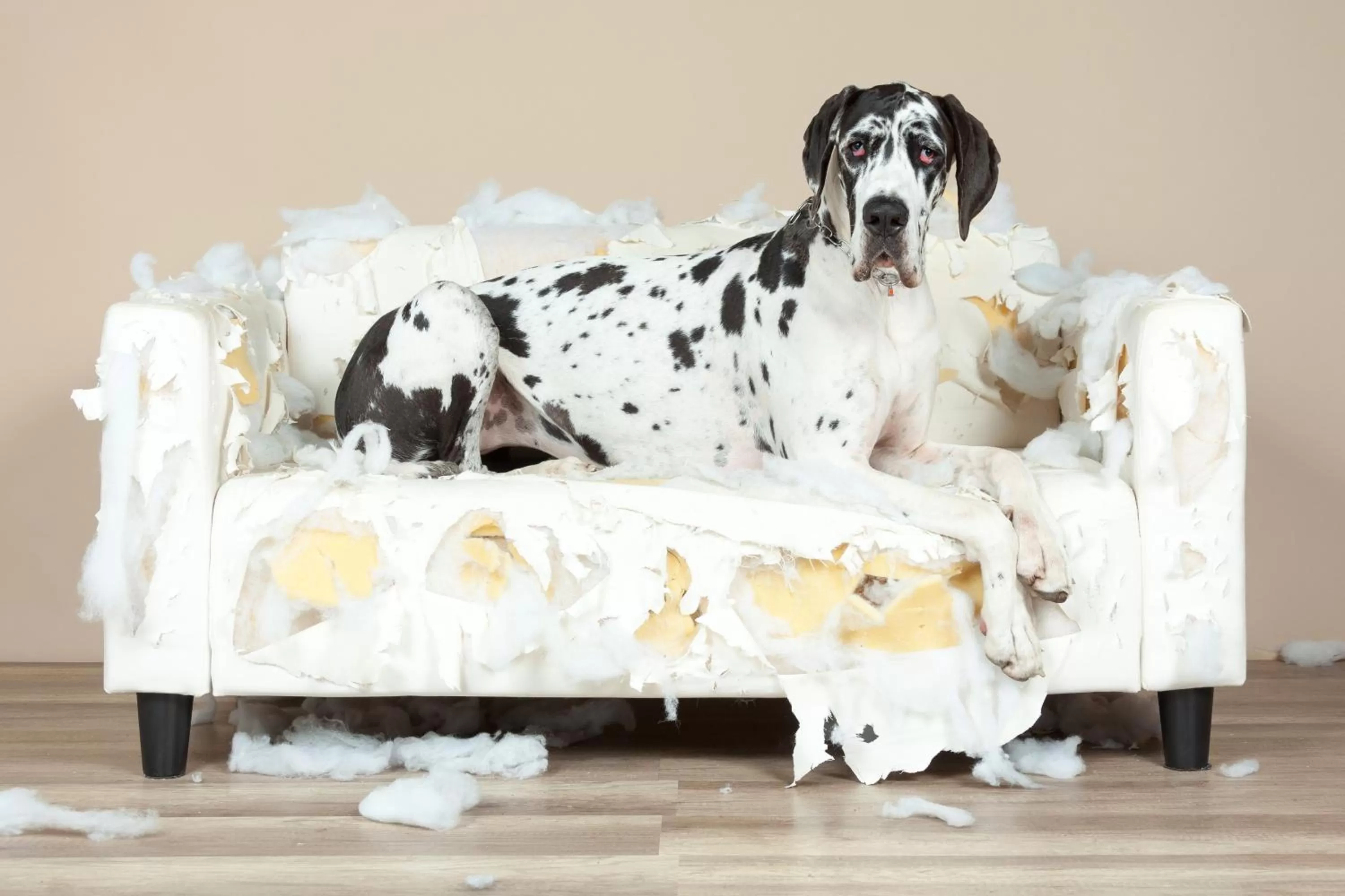 Pets in Hermes Hotel Oldenburg